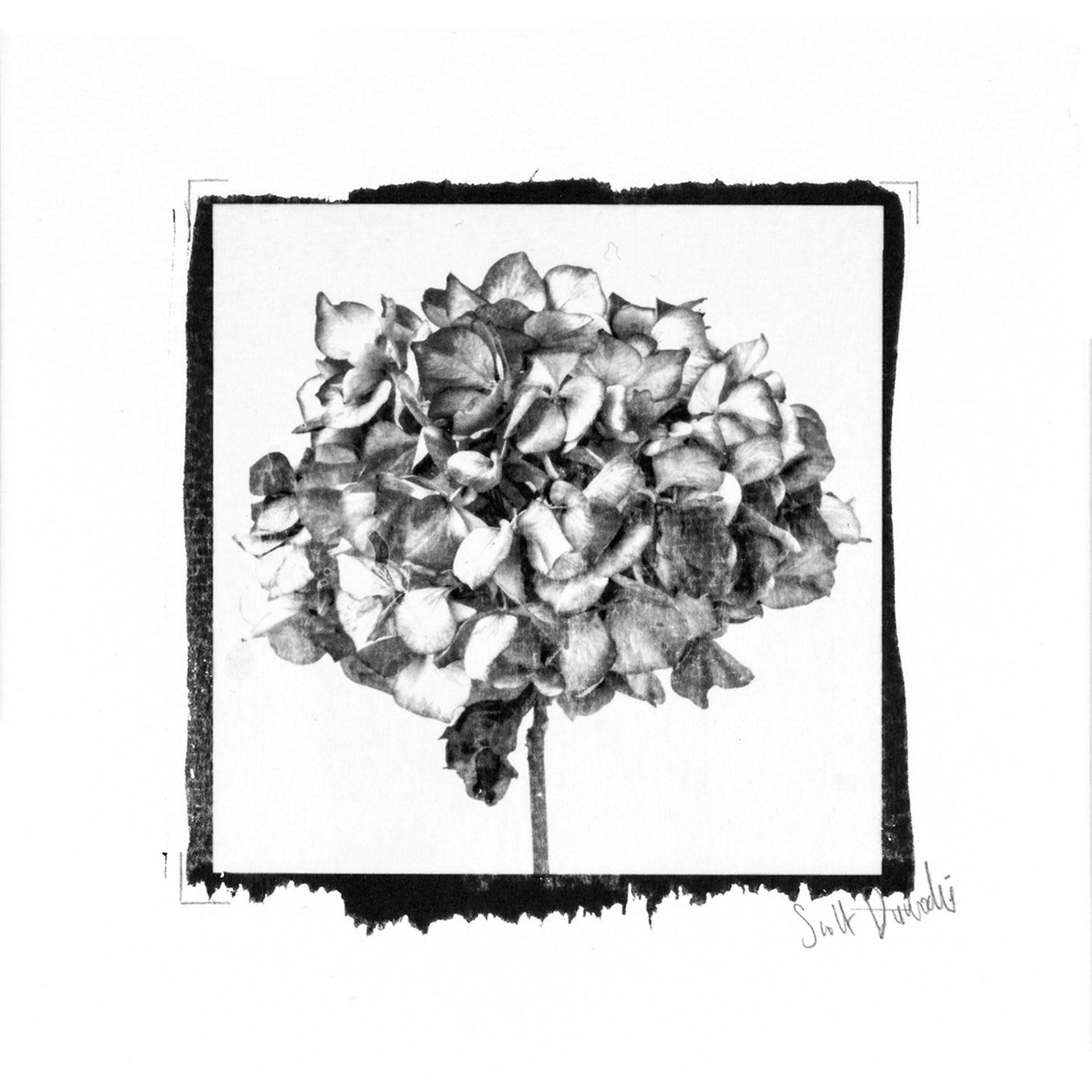 Hydrangea 2