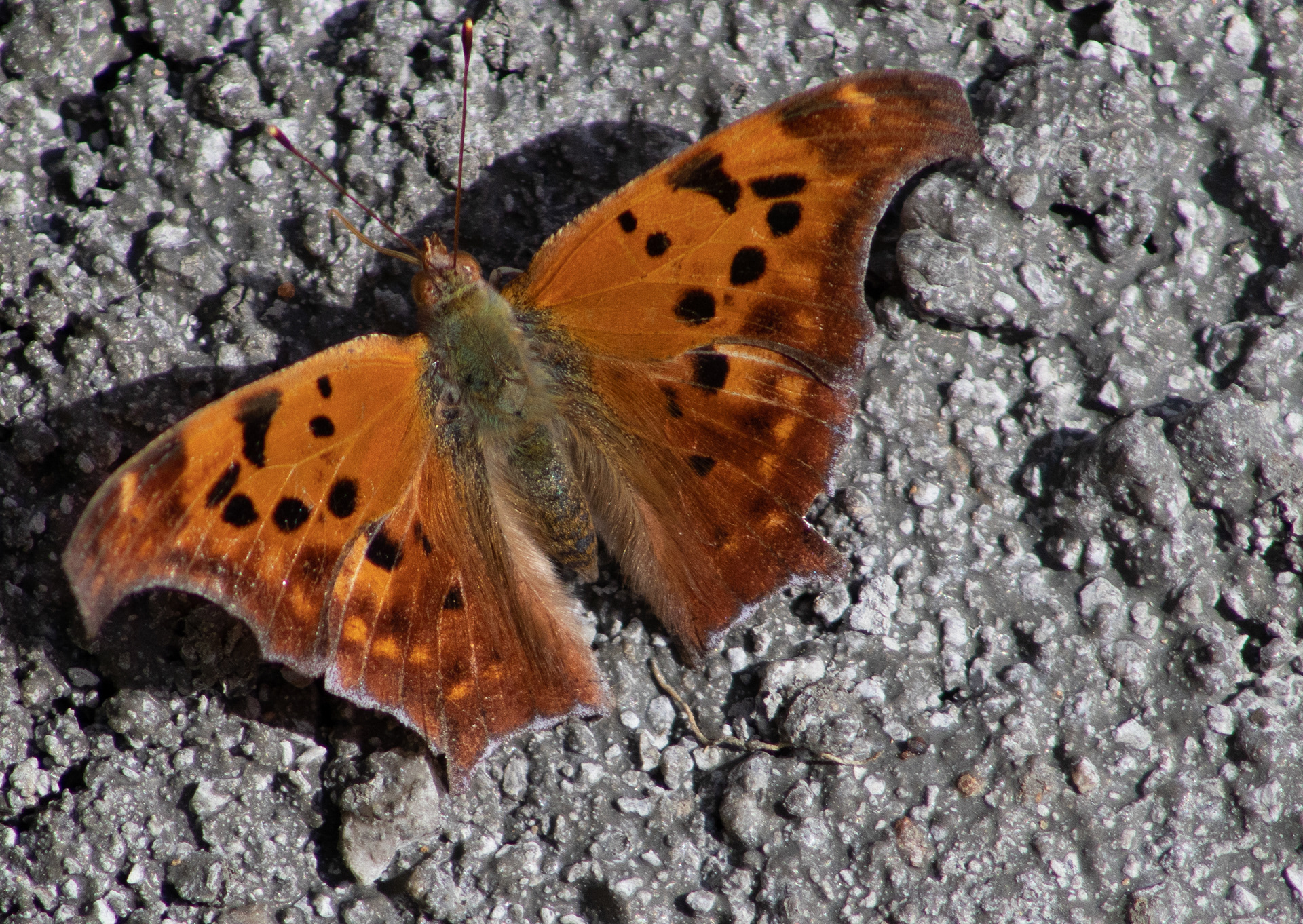 20230506 11:49:23am EST Moth ISO 400 300mm f8.0 11000