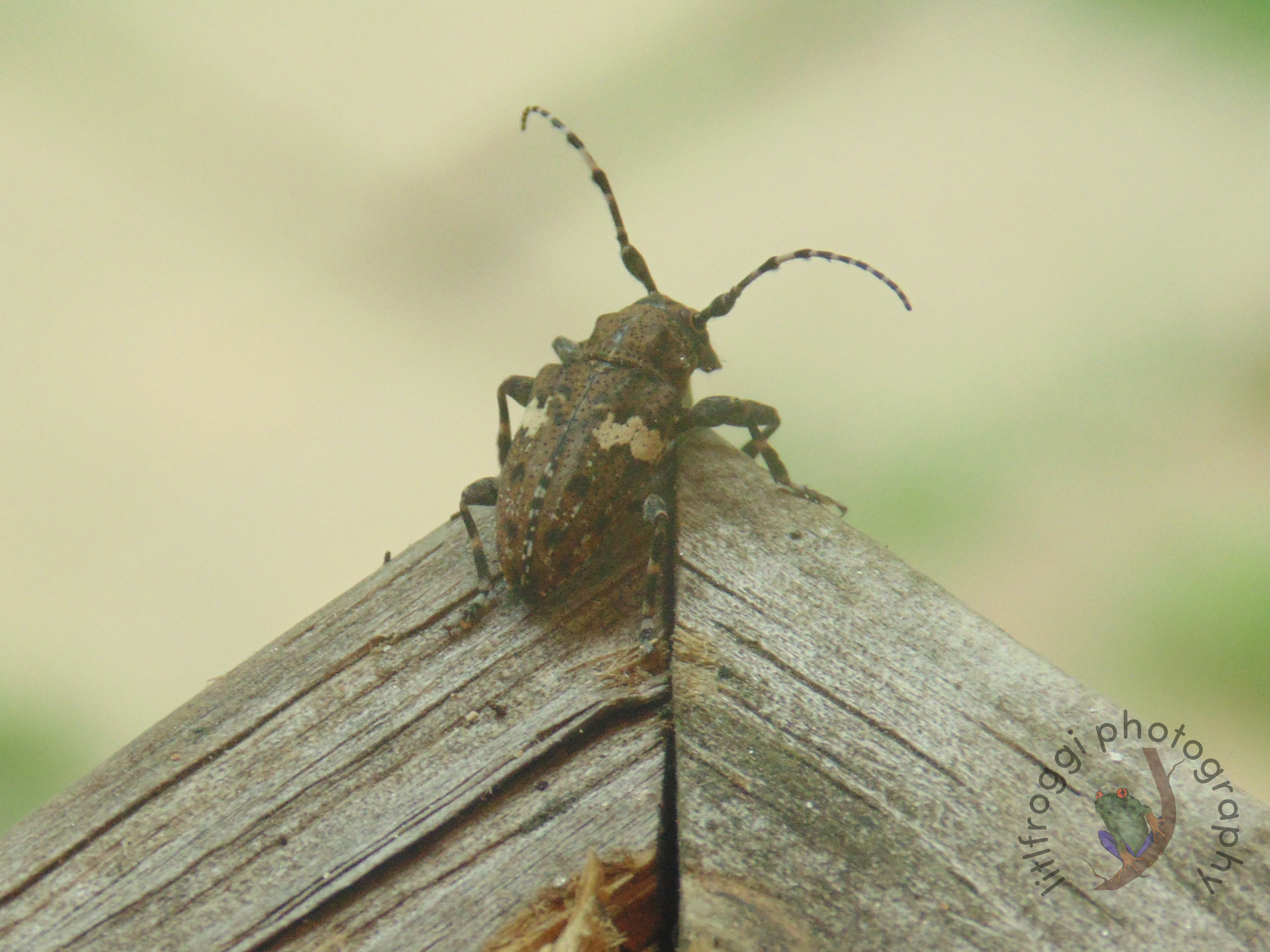 2019Jul20 34mm f5.4 ISO 200 1/30