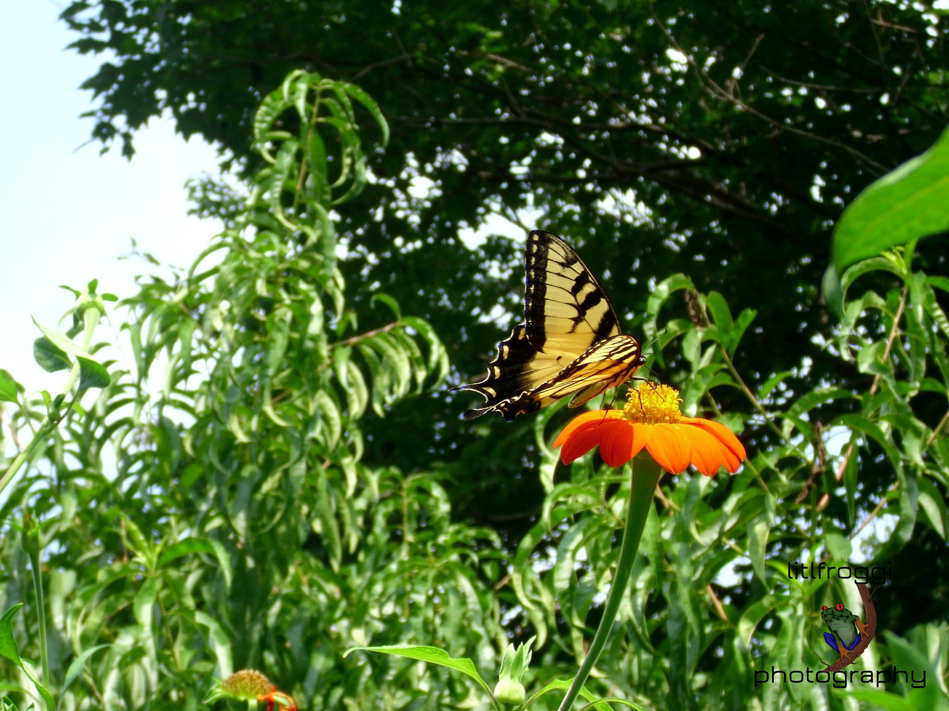 Monarch & Red Sunflower