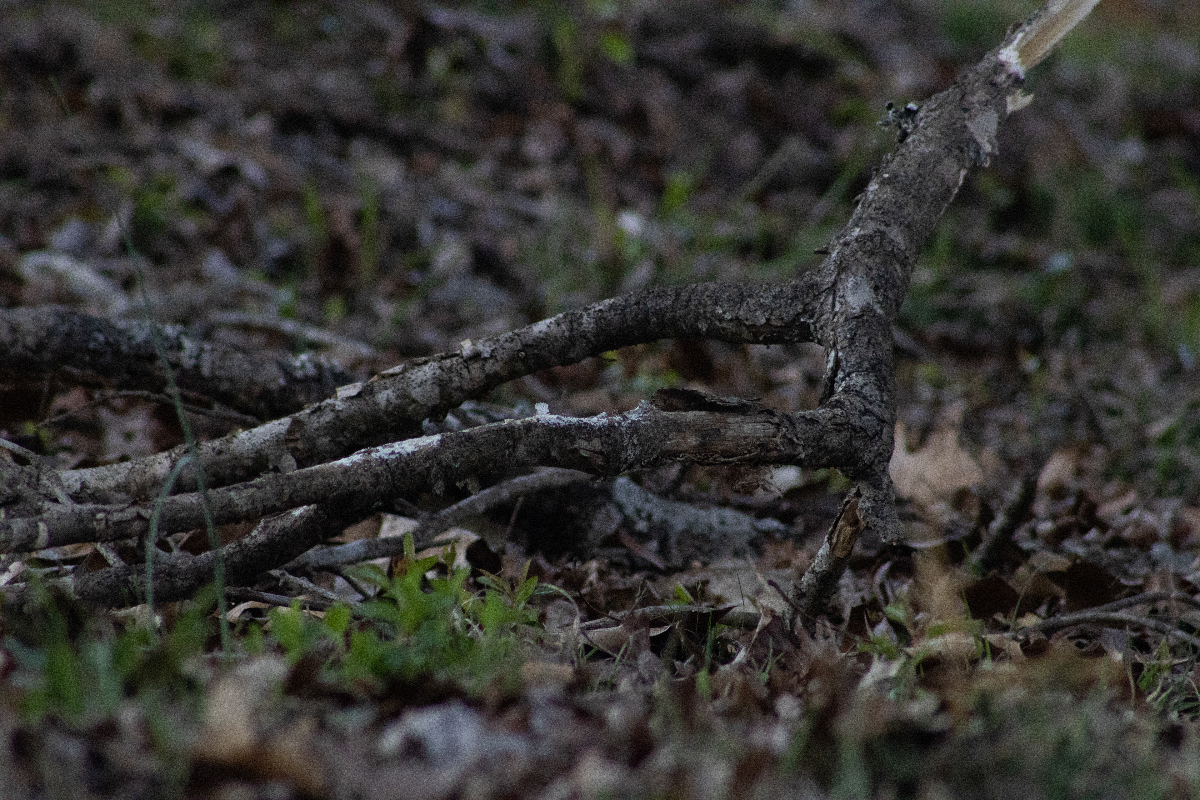 20230305 5:50:00pm EST Nature ISO 3200 300mm f8.0 1500