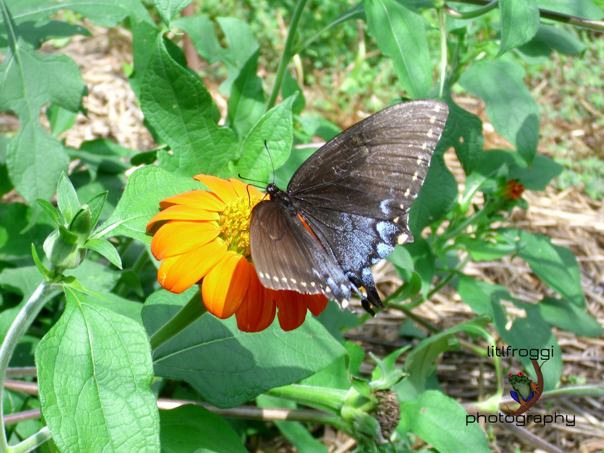 Spicebush Swallowtail & Red Sunflower