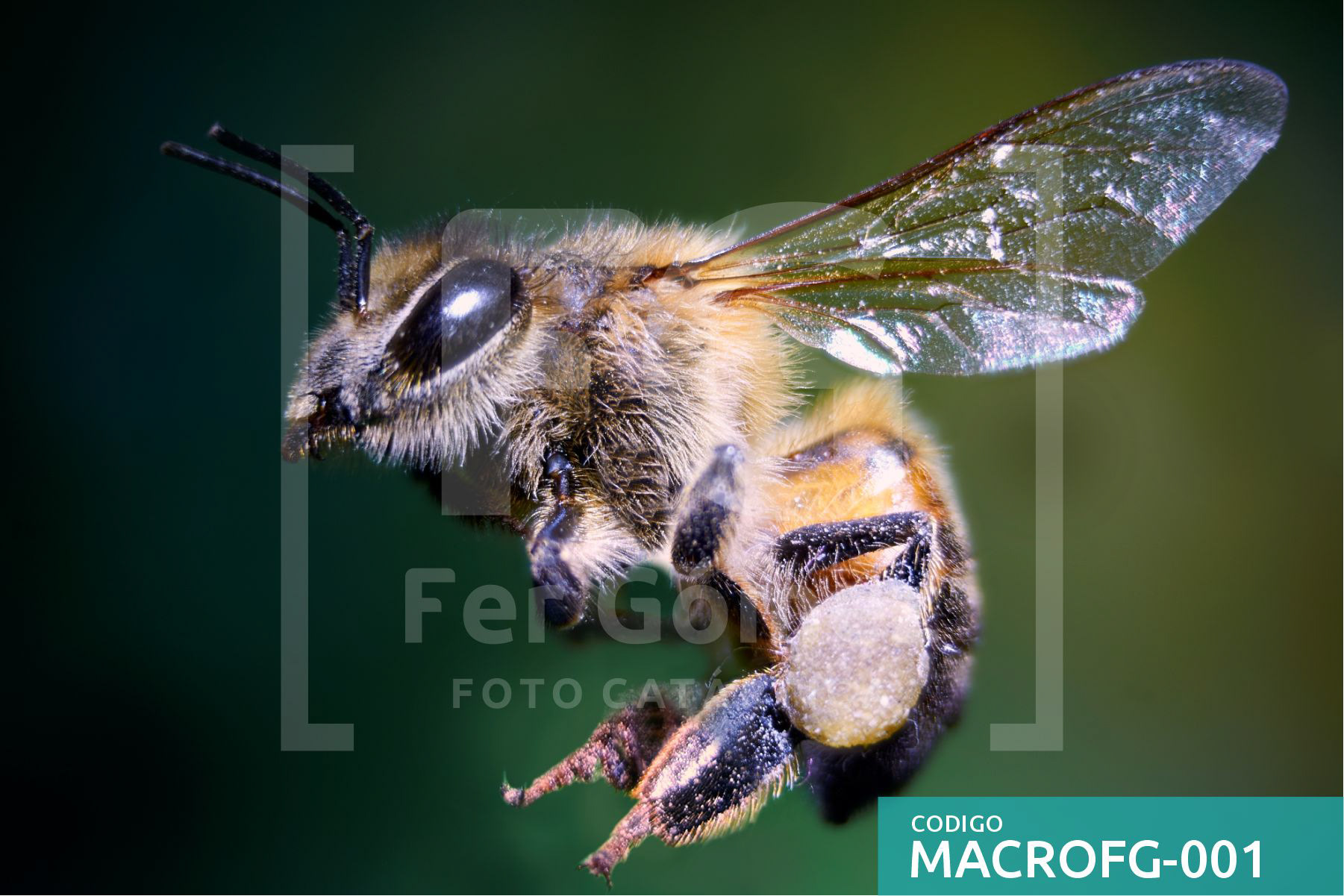 FERGOMEZ 2021 ZAPOPAN, JALISCO, MACRO EXTREMO