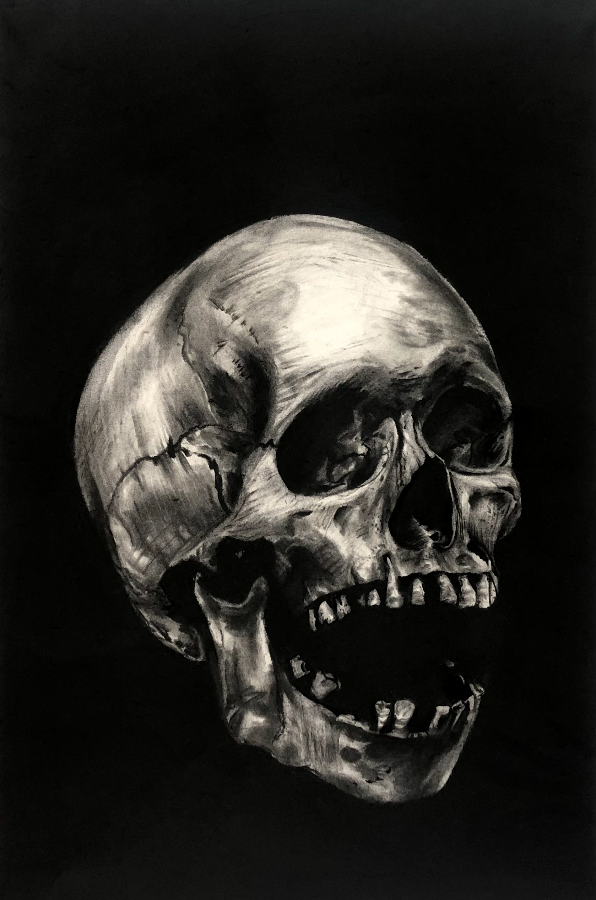 18"x12" skull: charcoal