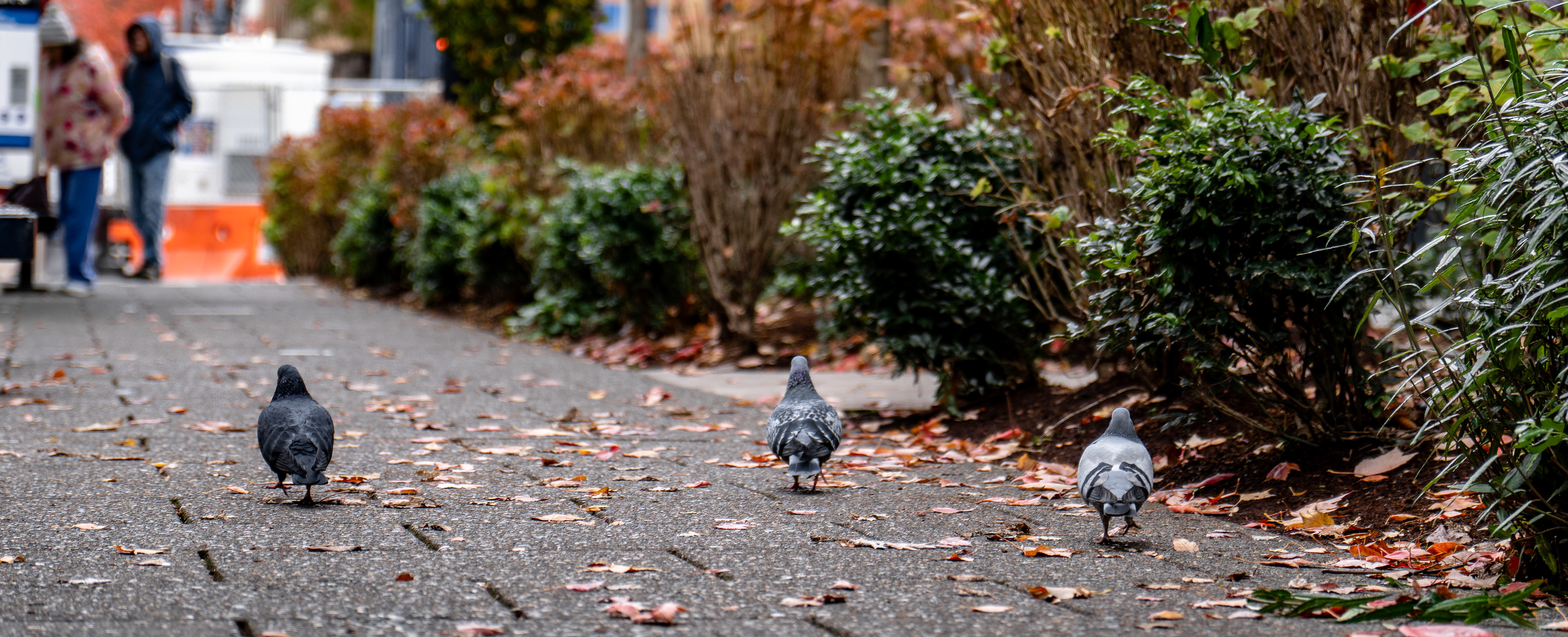 The pigeon posse walks the streets of Portland as if they own the place. Who knows what kinds of heinous actions they have been plotting in their tiny minds.
