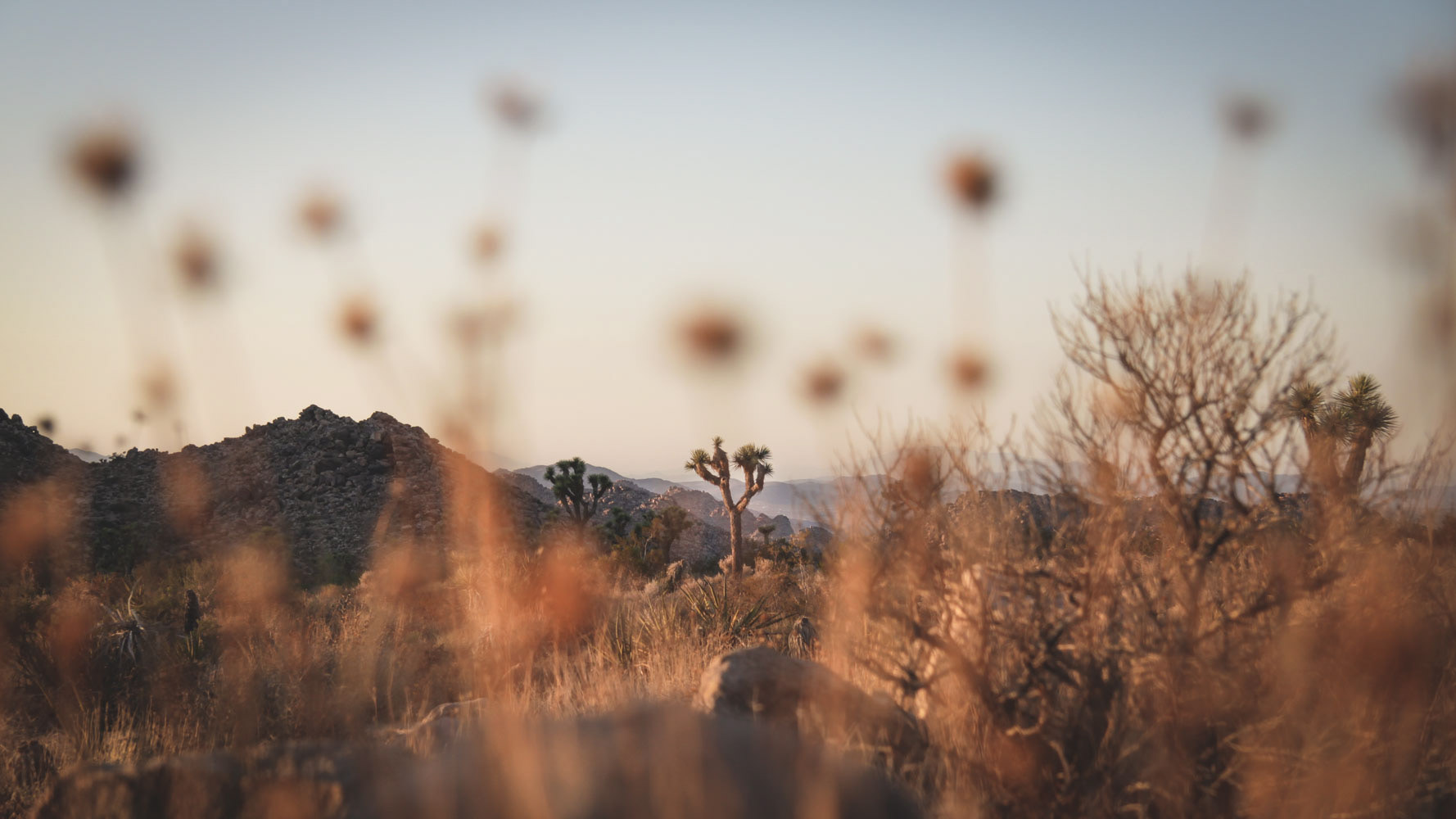 Joshua Tree