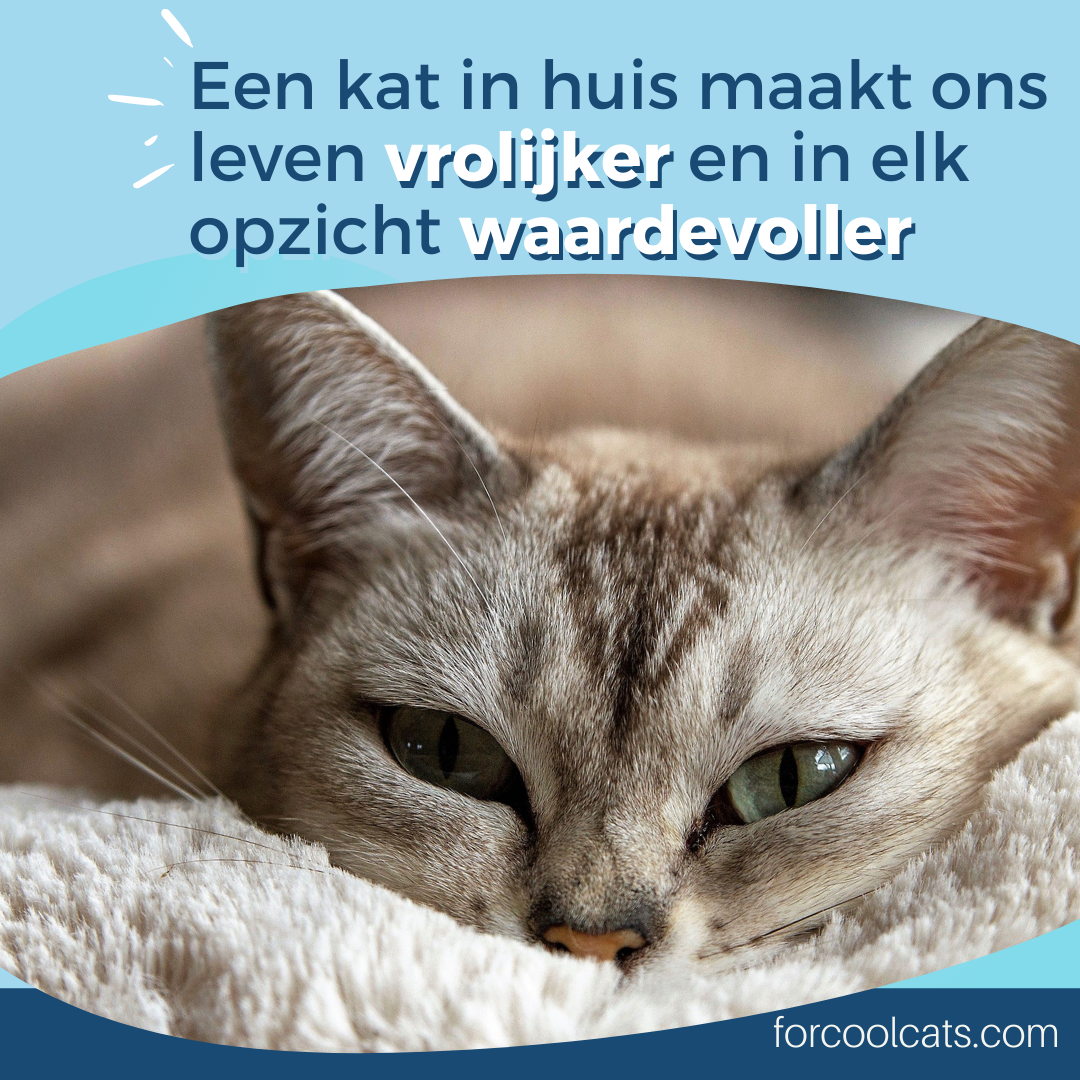 social media voor Facebook en Instagram