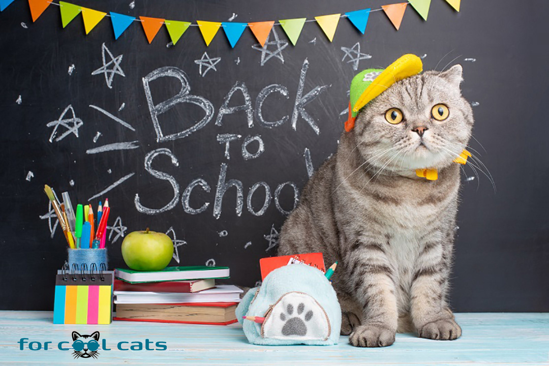 social media voor Facebook en Instagram