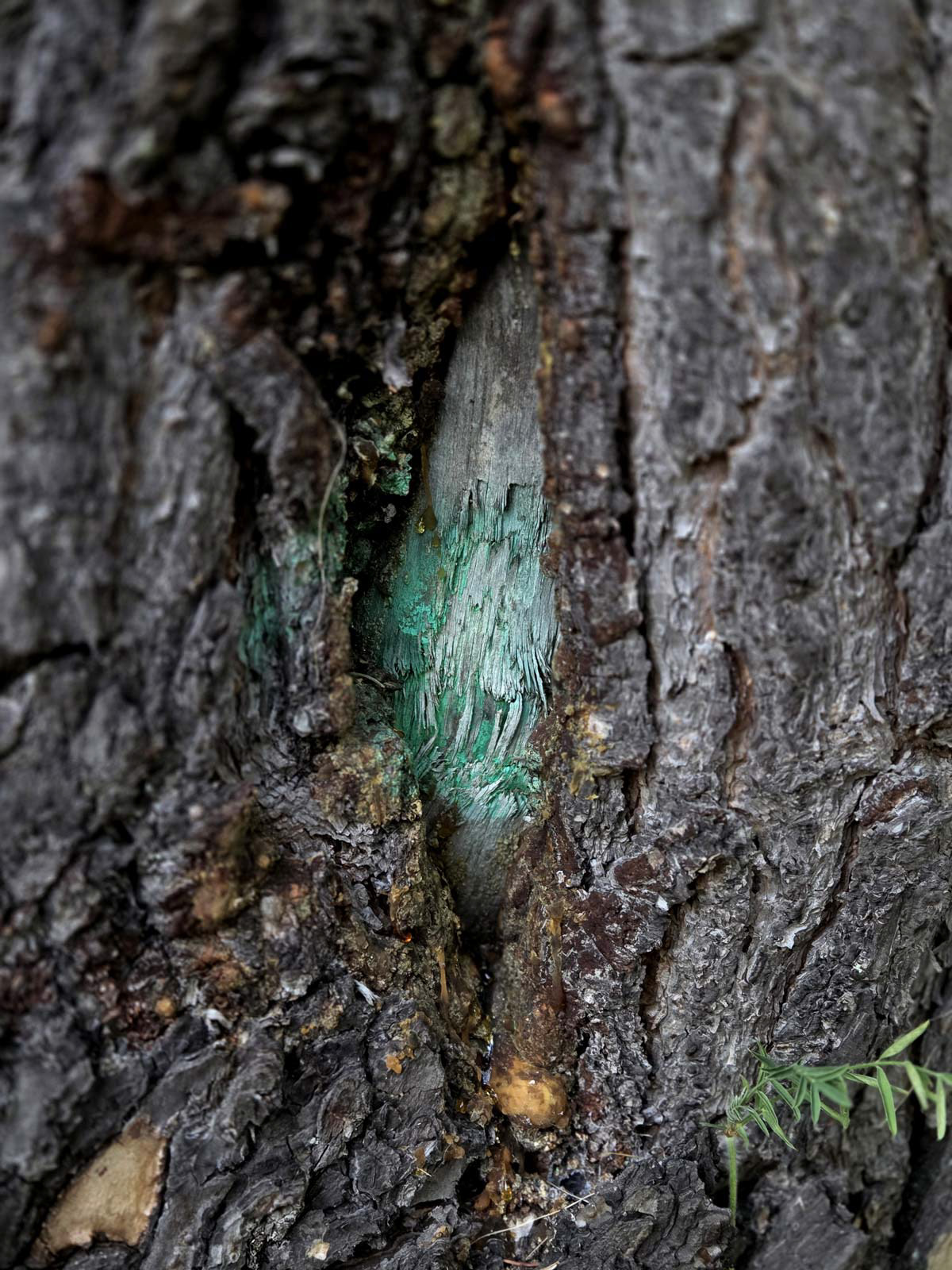 Sylvaglyphe, Vercors, France, 2026, photograph, various dimension