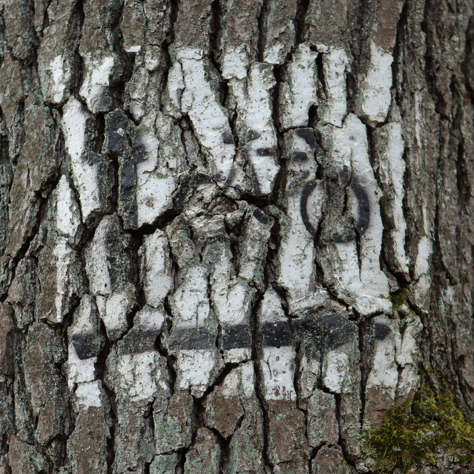 Sylvaglyphe, Zielona Gora, Pologne, 2022, photograph, various dimension