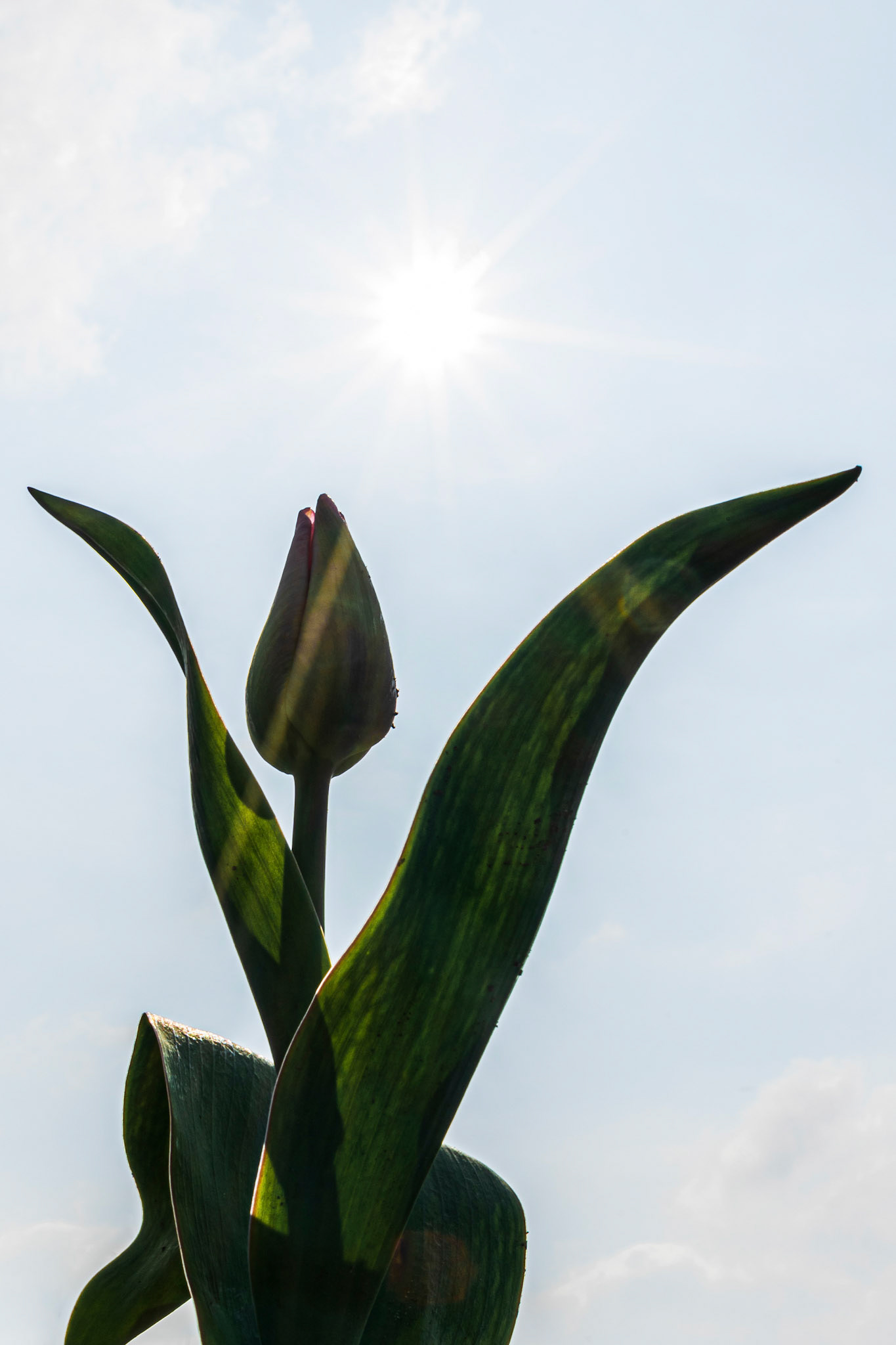 Fotografie Linda Van den Bossche