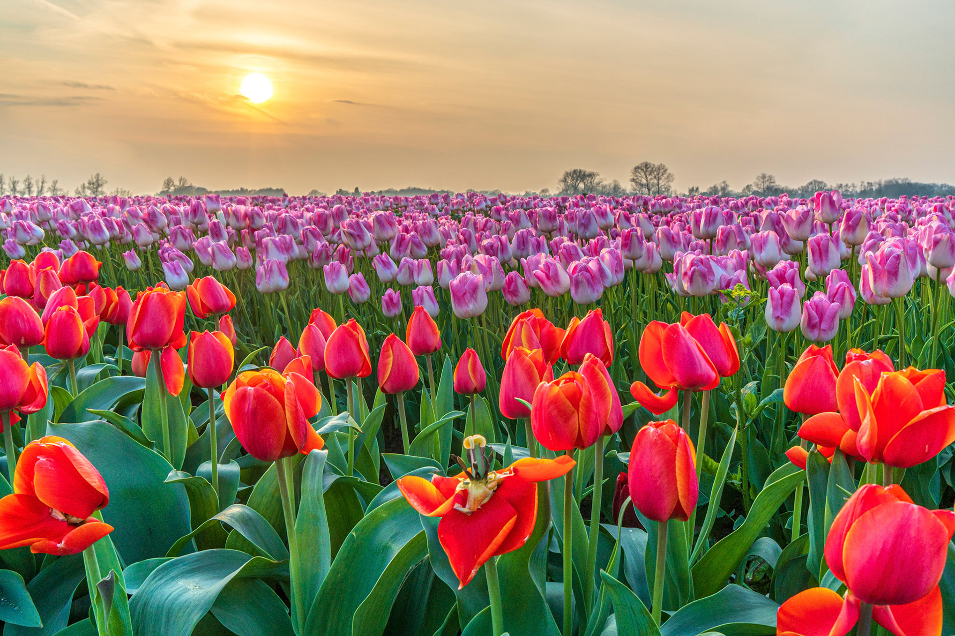 Fotografie Linda Van den Bossche