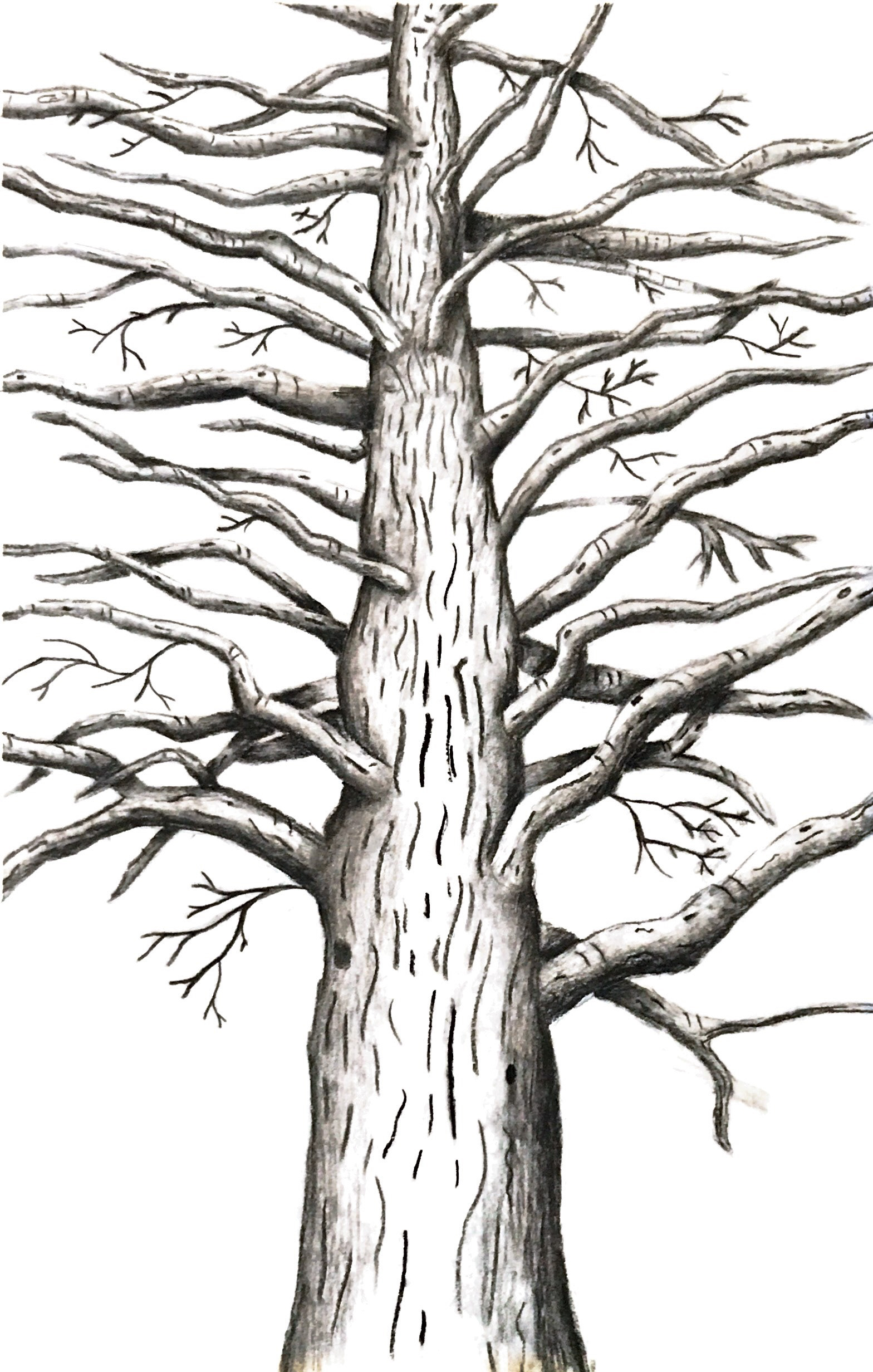 Tree, Charcoal, 2015