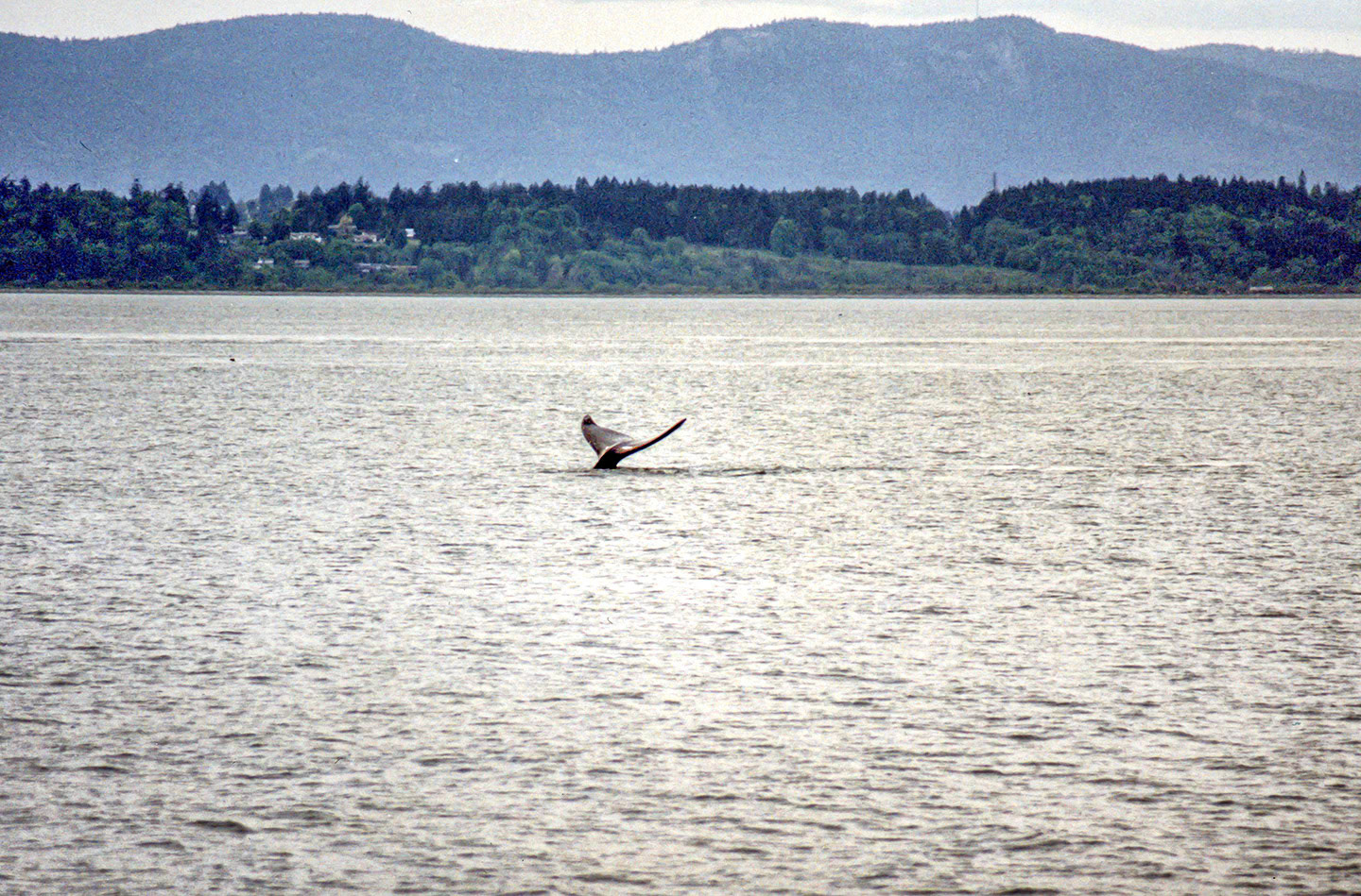 Whale watching from Victoria harbour