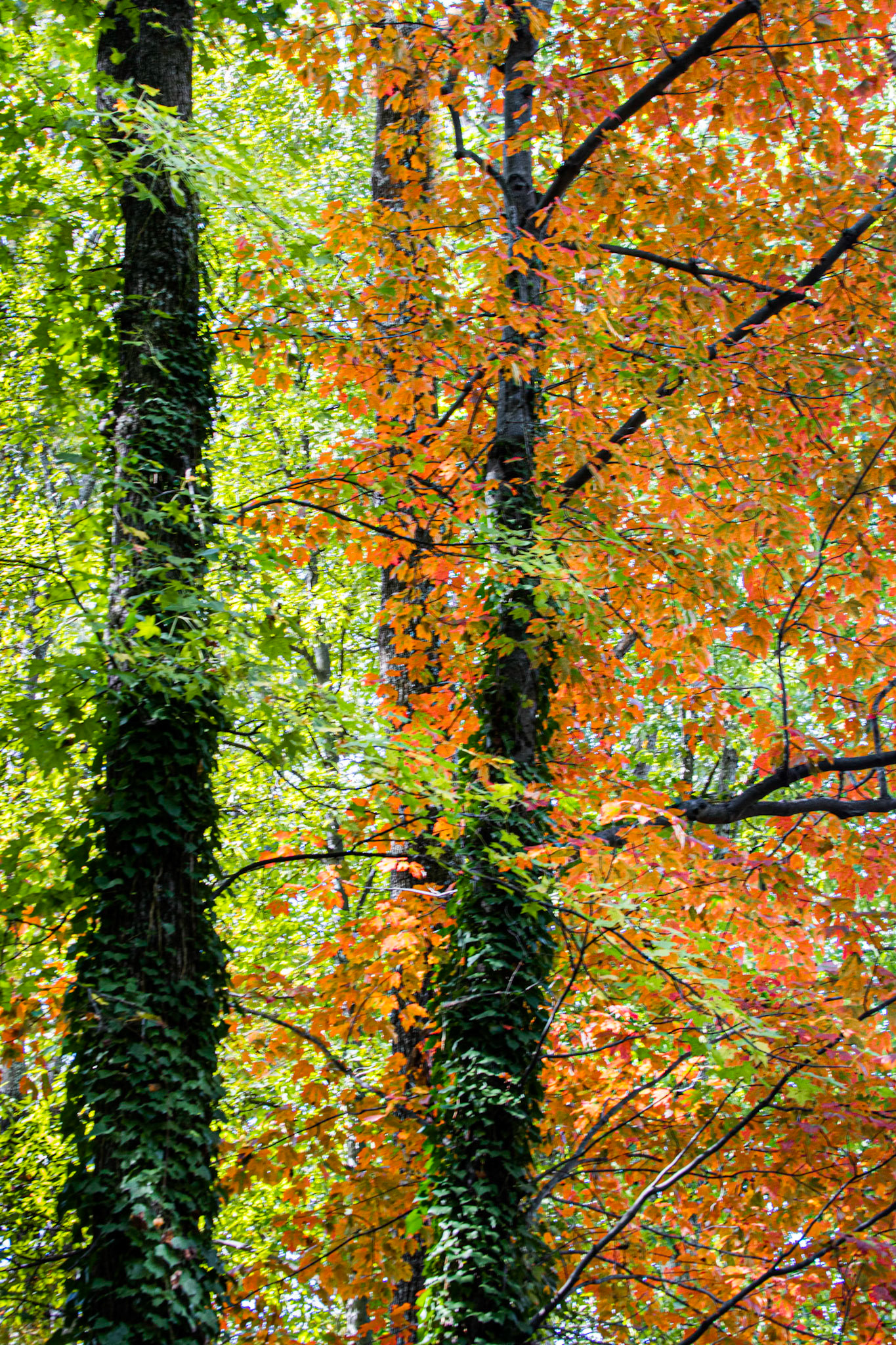 Fall is Near