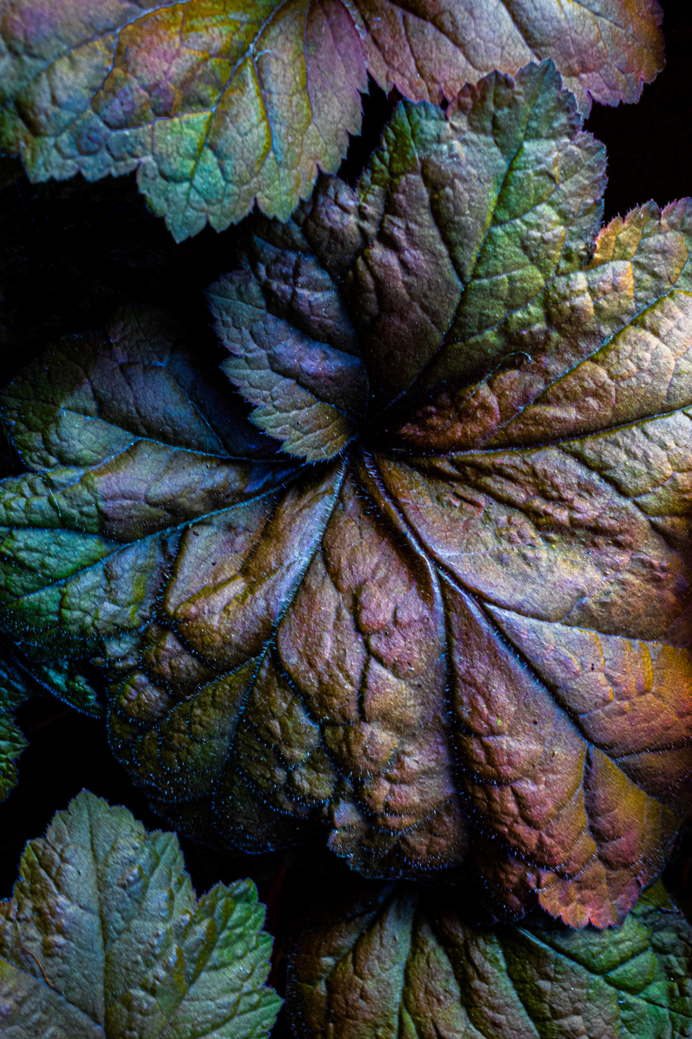 Nominee - Still Life - 17th International Color Awards