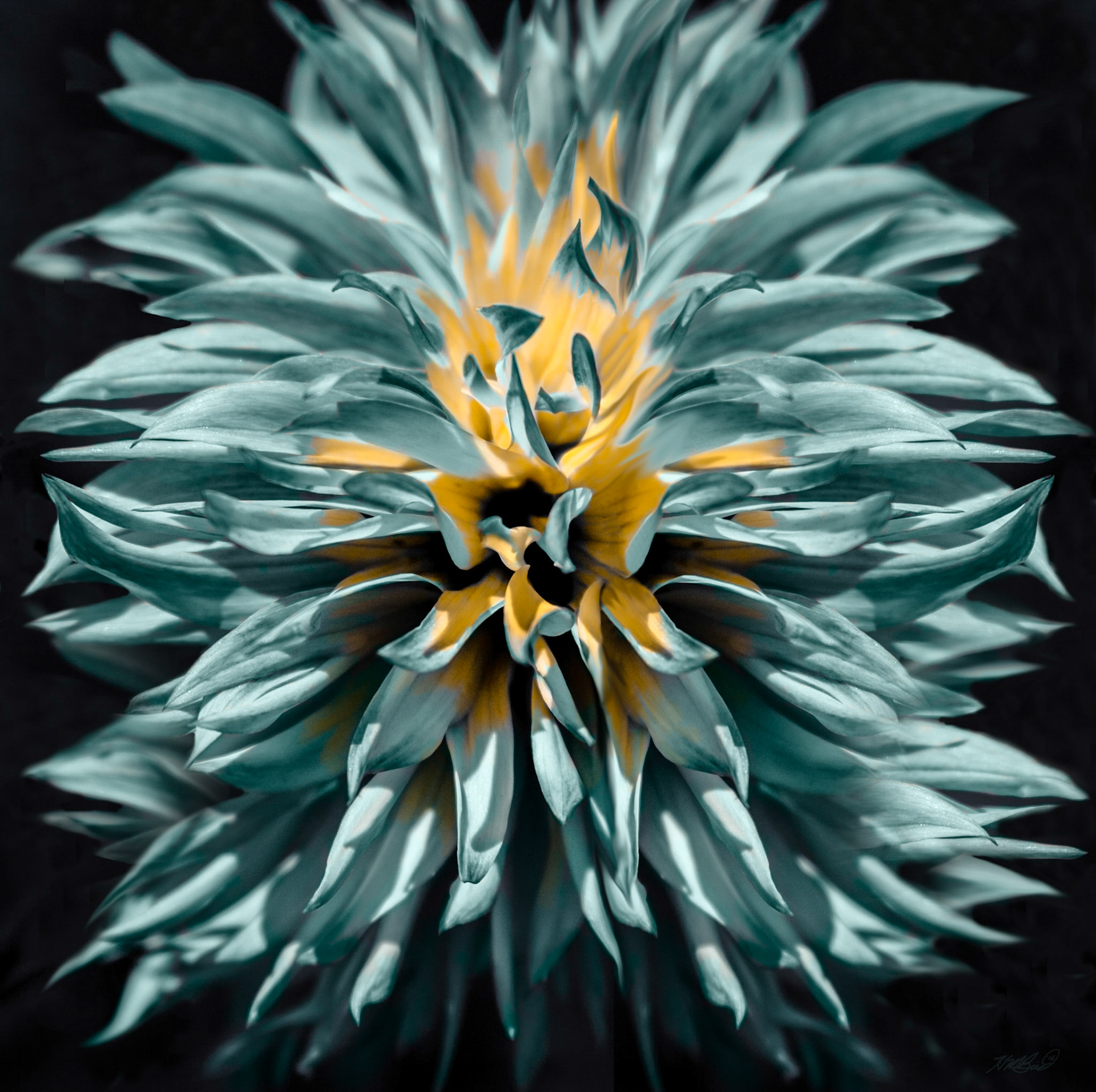 Exploding Flower
