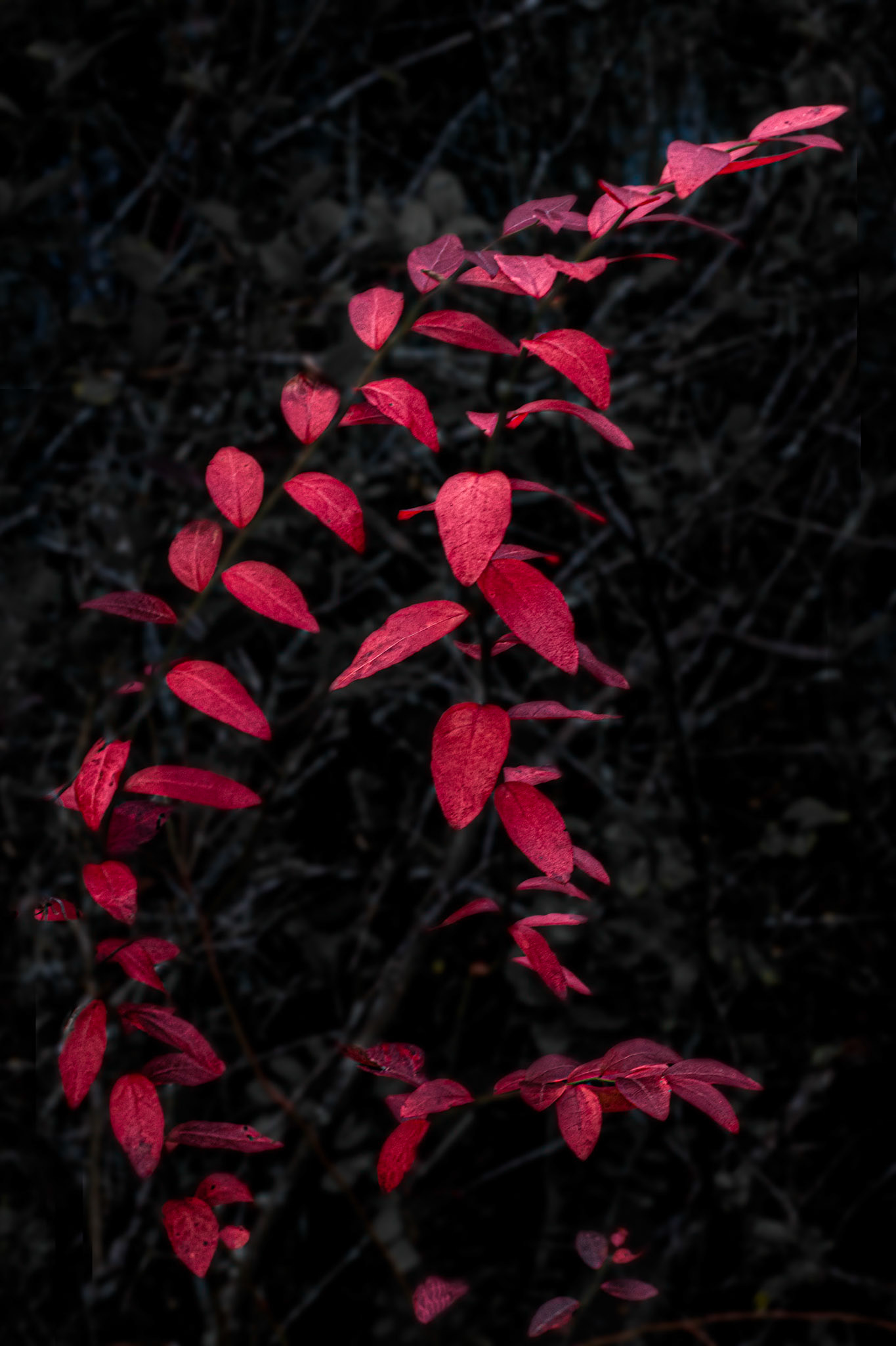 Bowing Vine