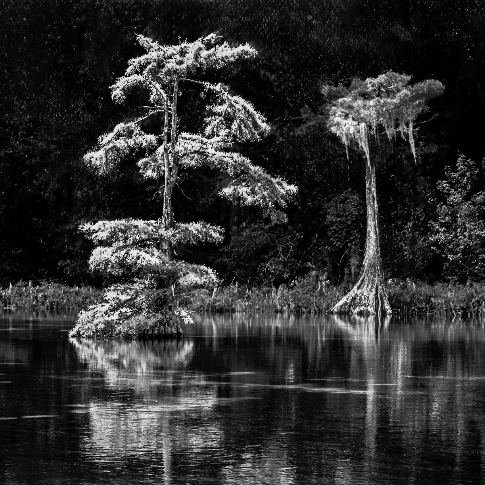 Bayou Serenity 2