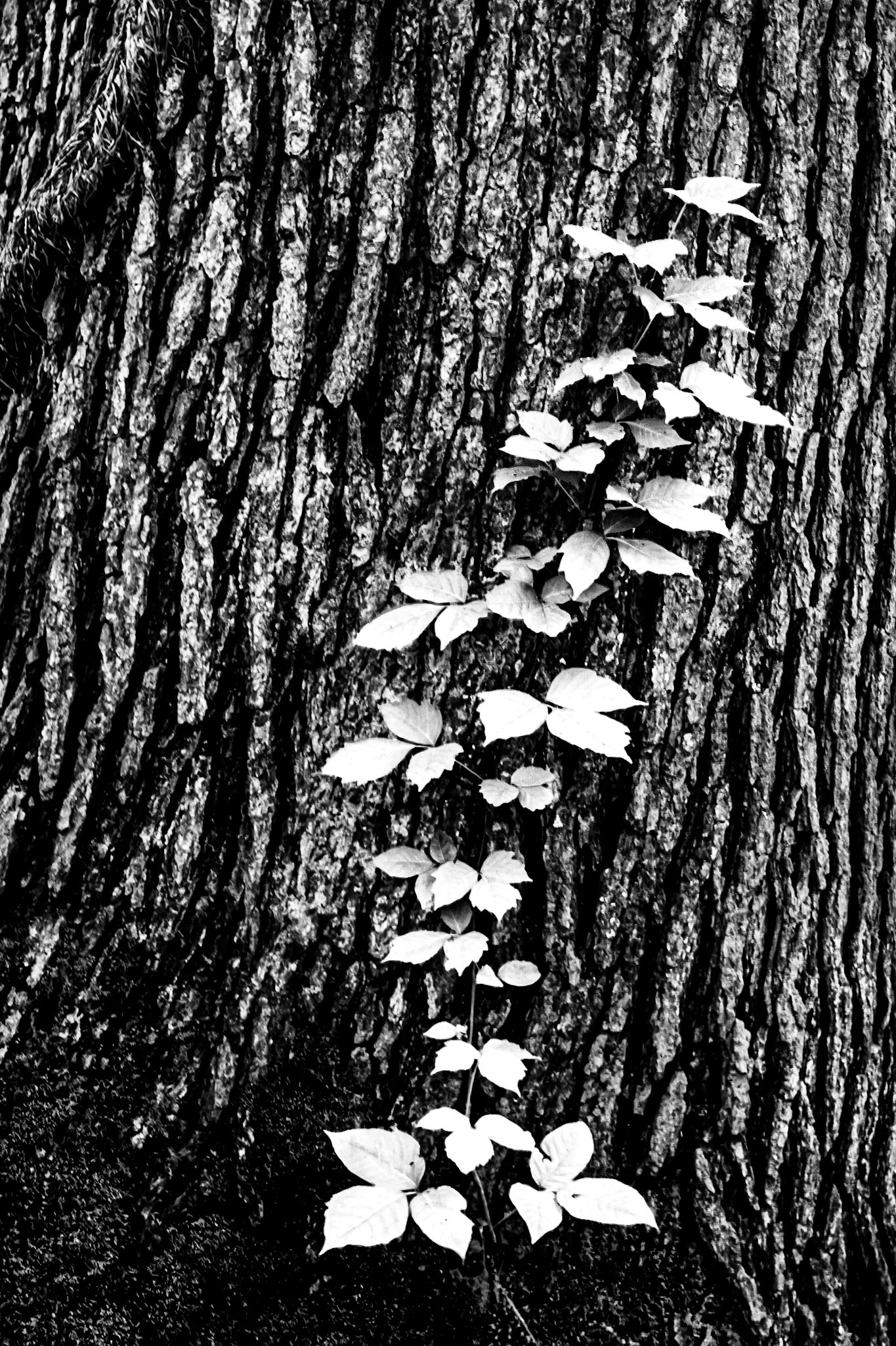 Life: Ending; Beginning