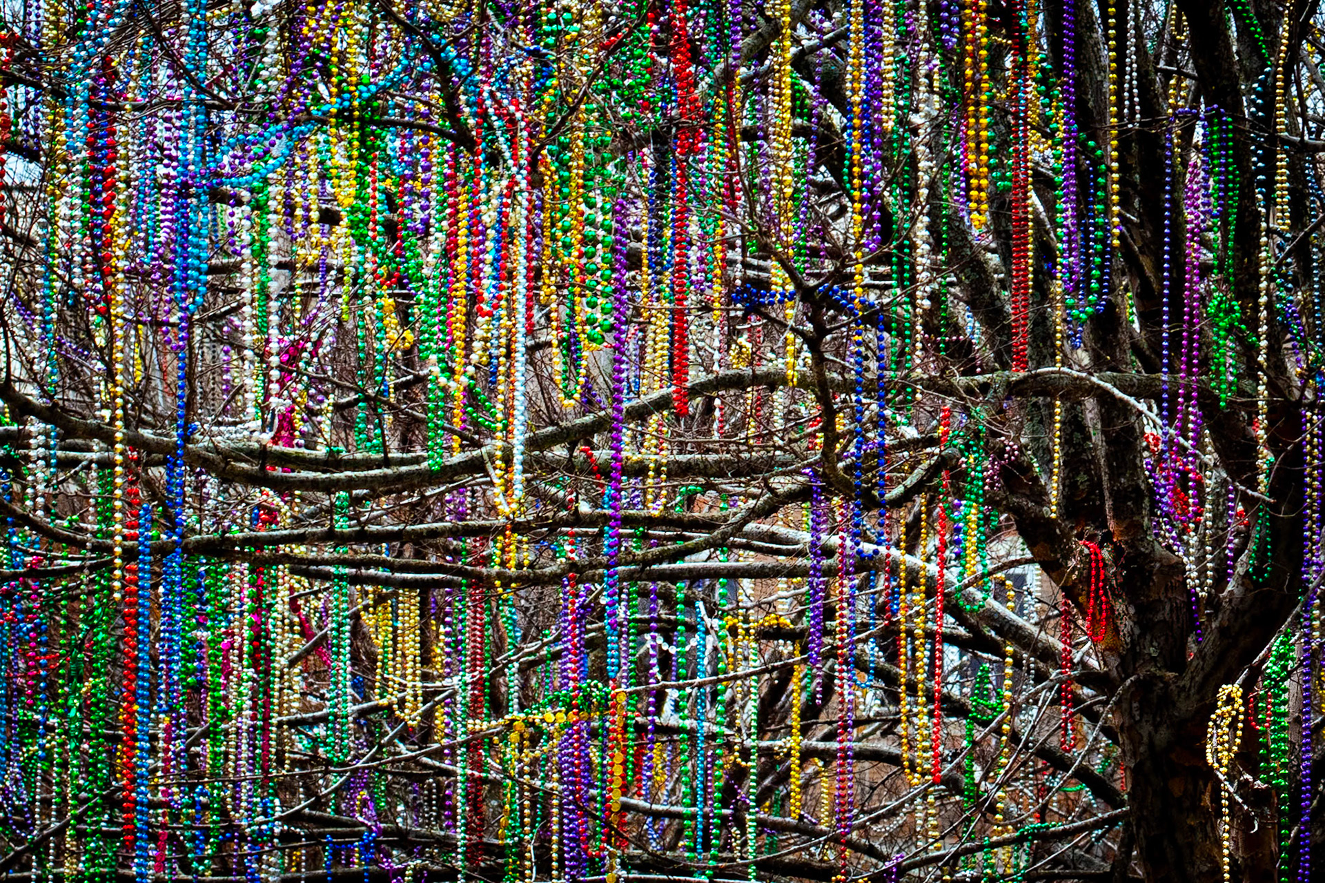 Mardi Gras Tree - Mobile, Alabama