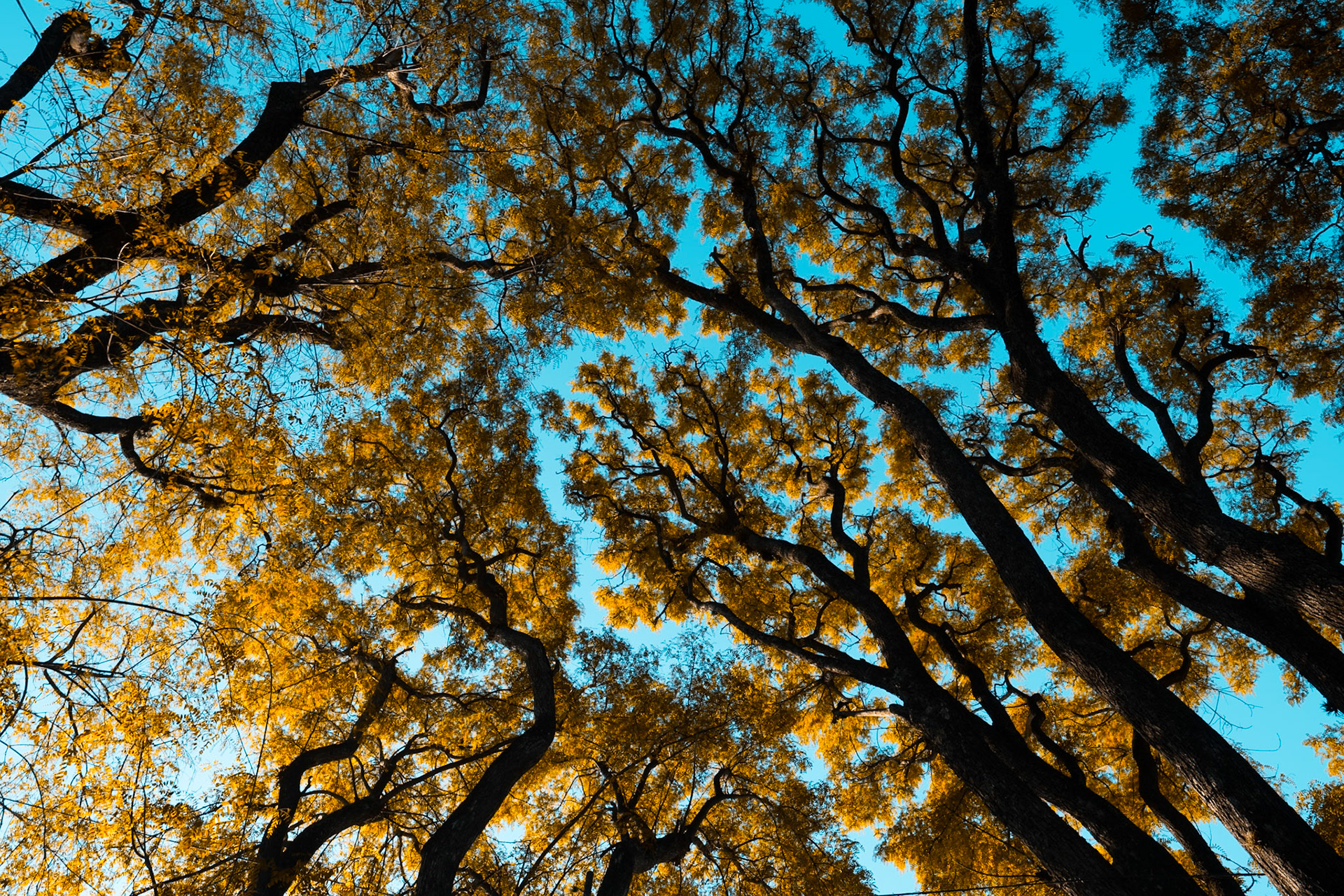 San Isodoro Argentine