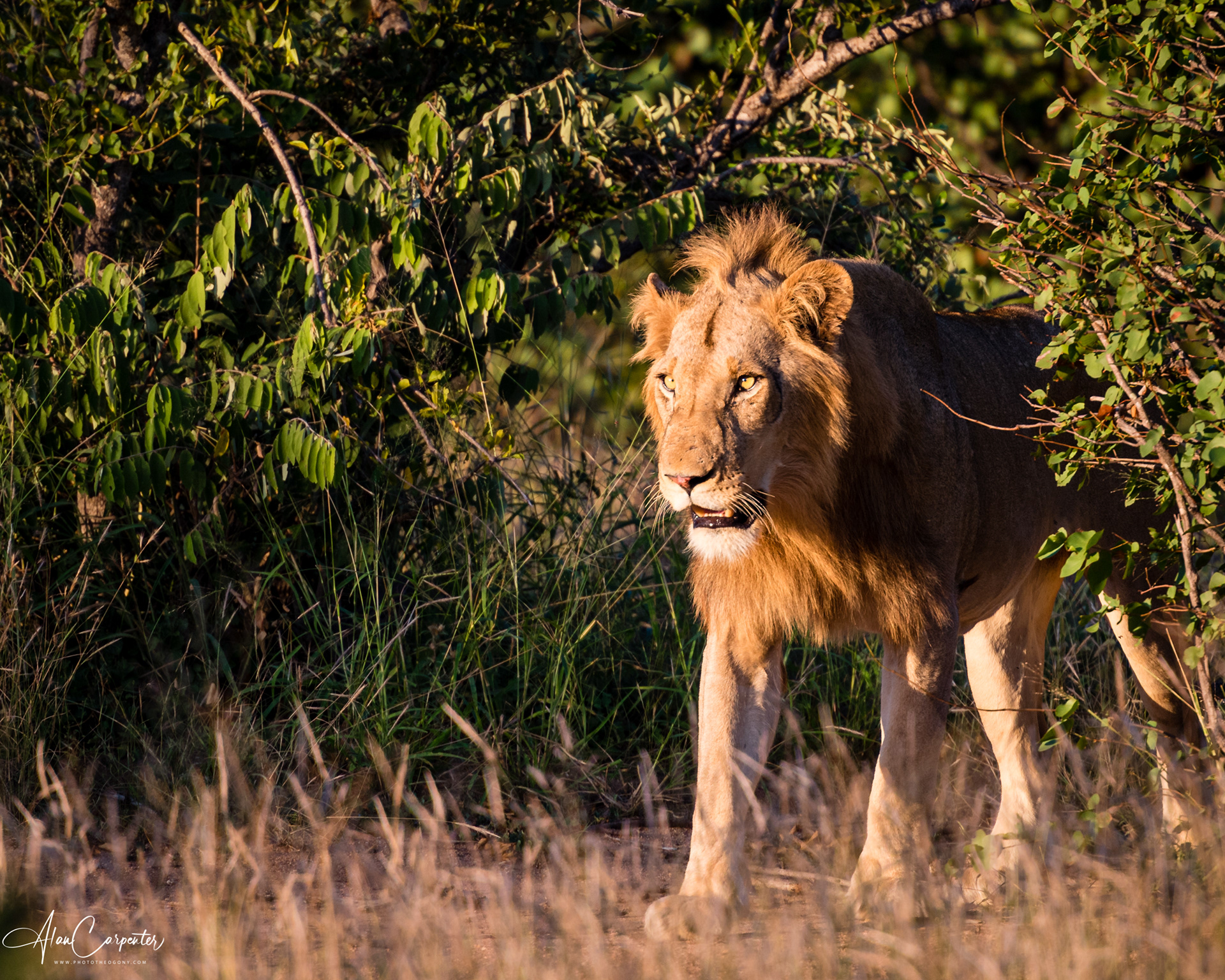 A day of wonder at Port Lympne Safari Park – Kent’s own wildlife reserve with stunning coastal views.