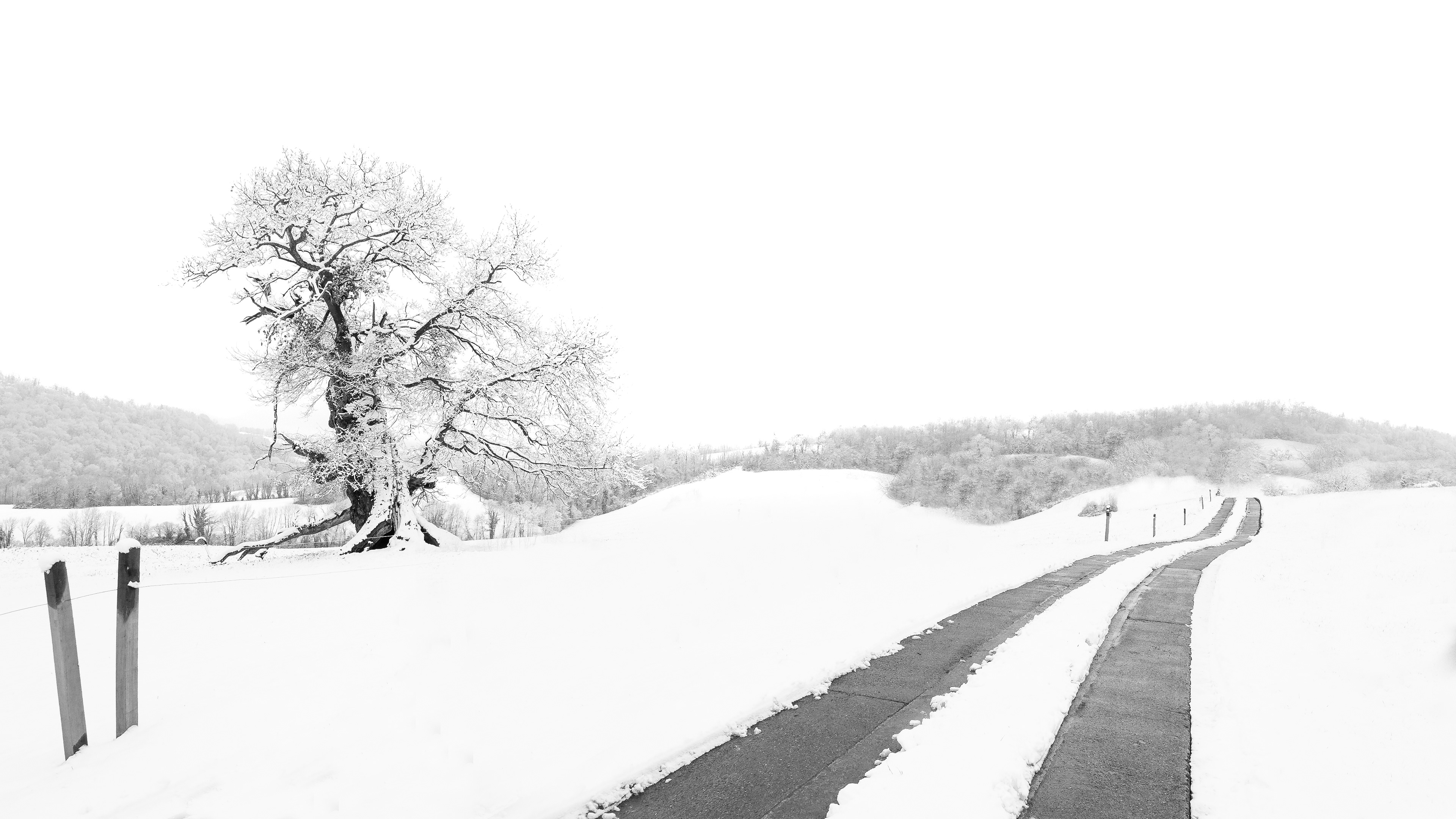 Chêne remarquable de Lys