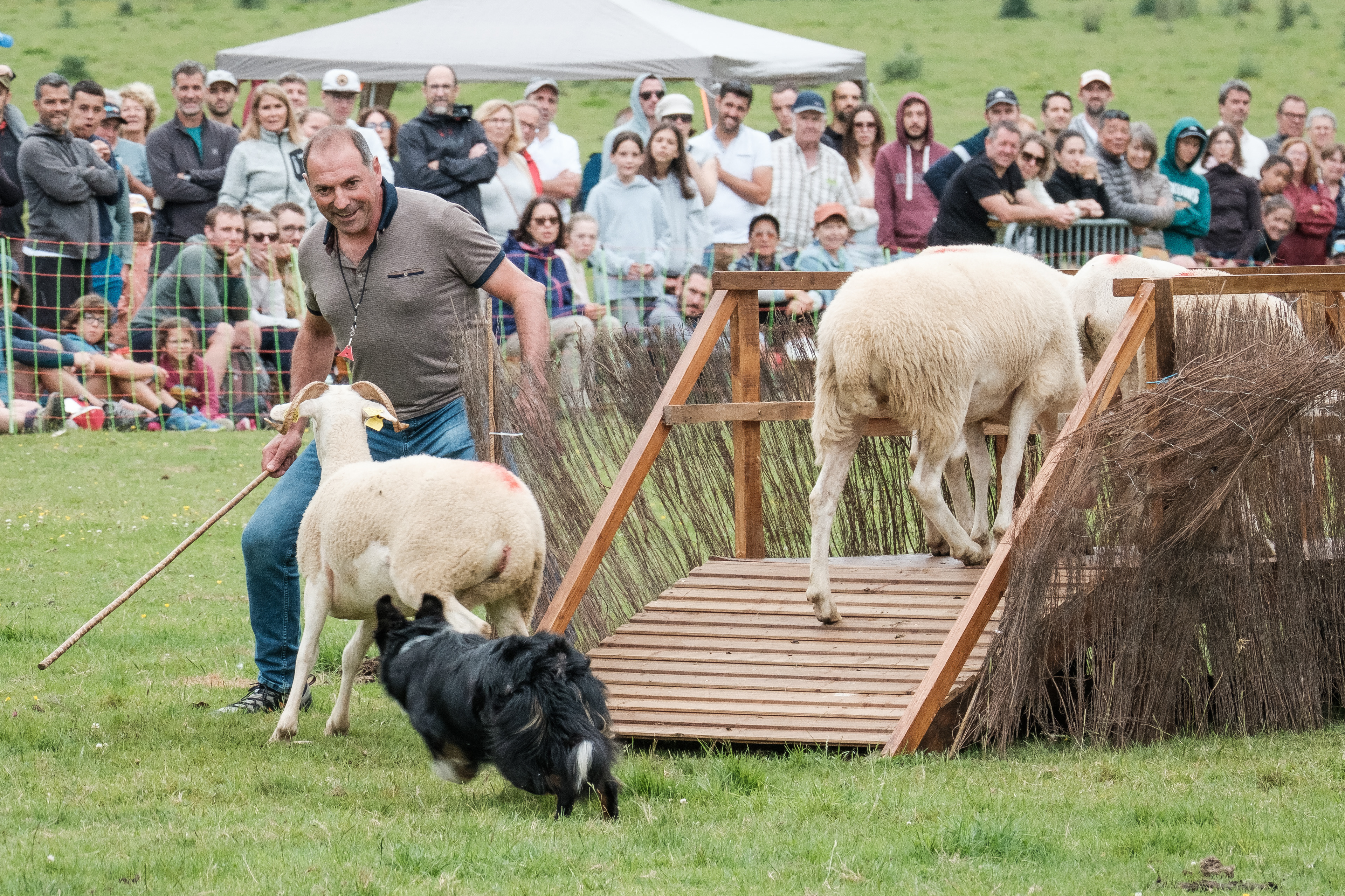 Concours de chiens de bergers au plateau du Bénou