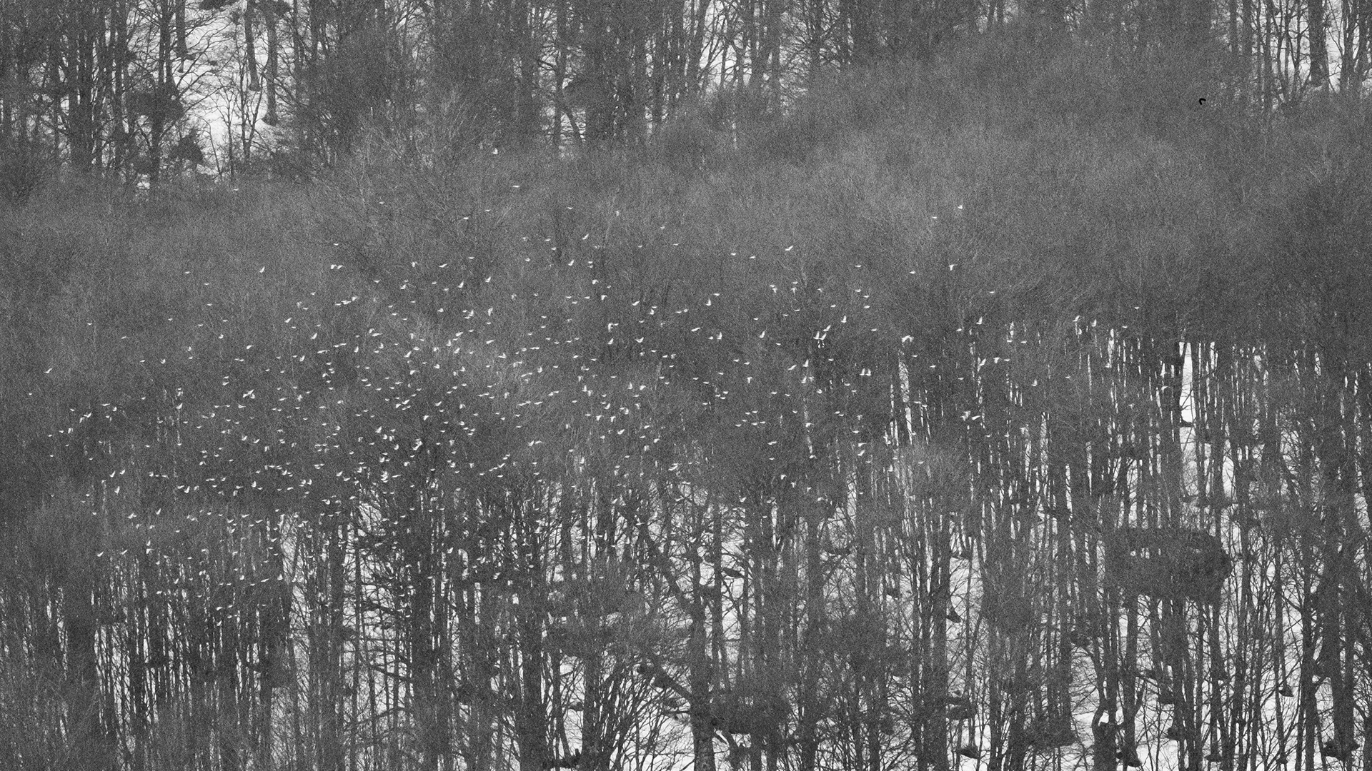 En route vers les cabanes d’Ansabère