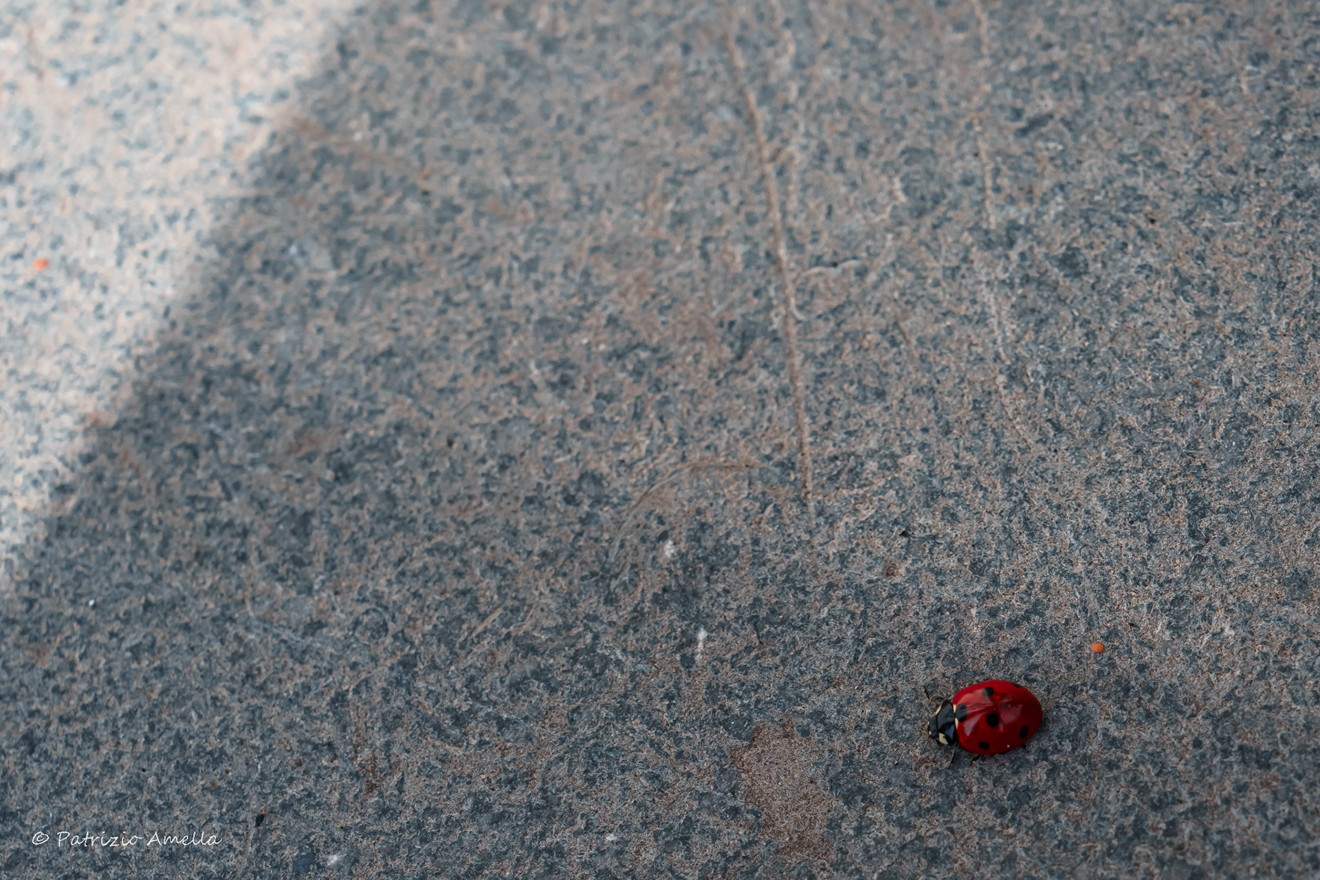 A hard road for Ladybug Seven-Spots