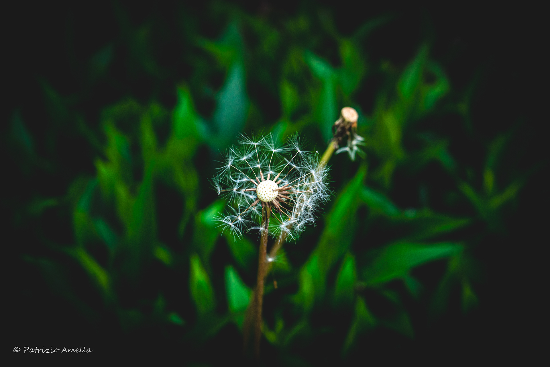 The three ages of the dandelion (Dandelion)