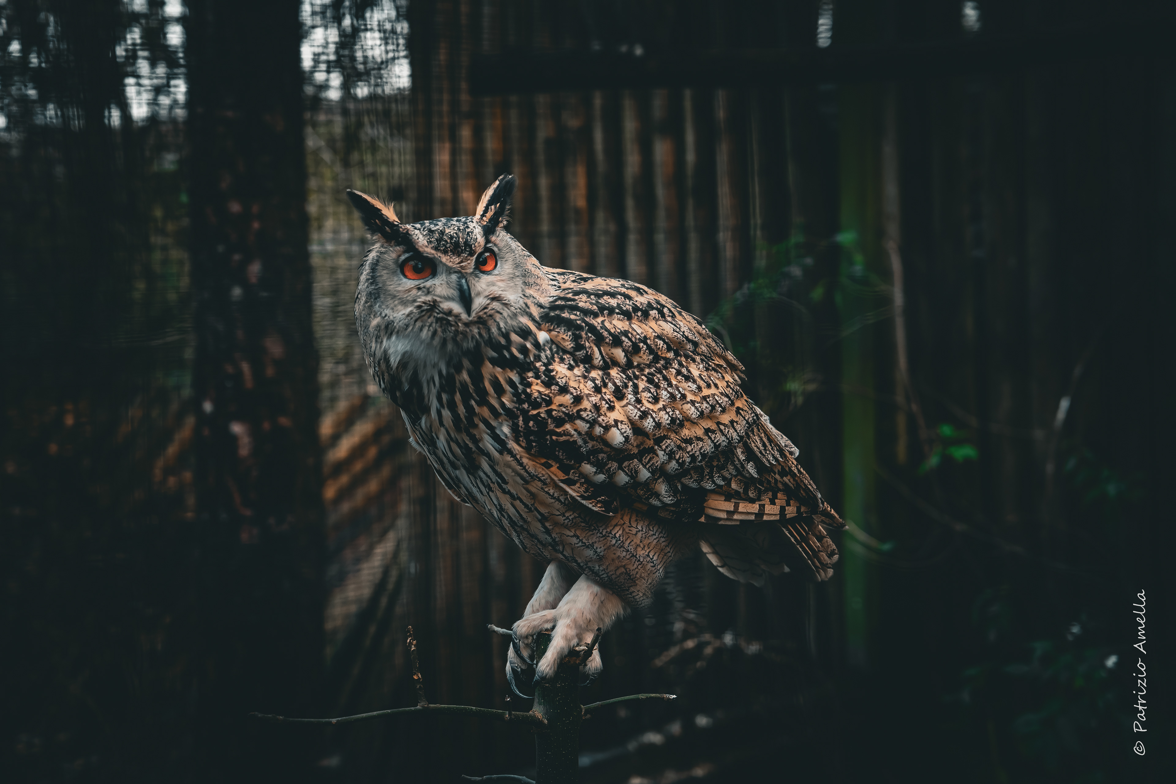 Night's piercing eyes