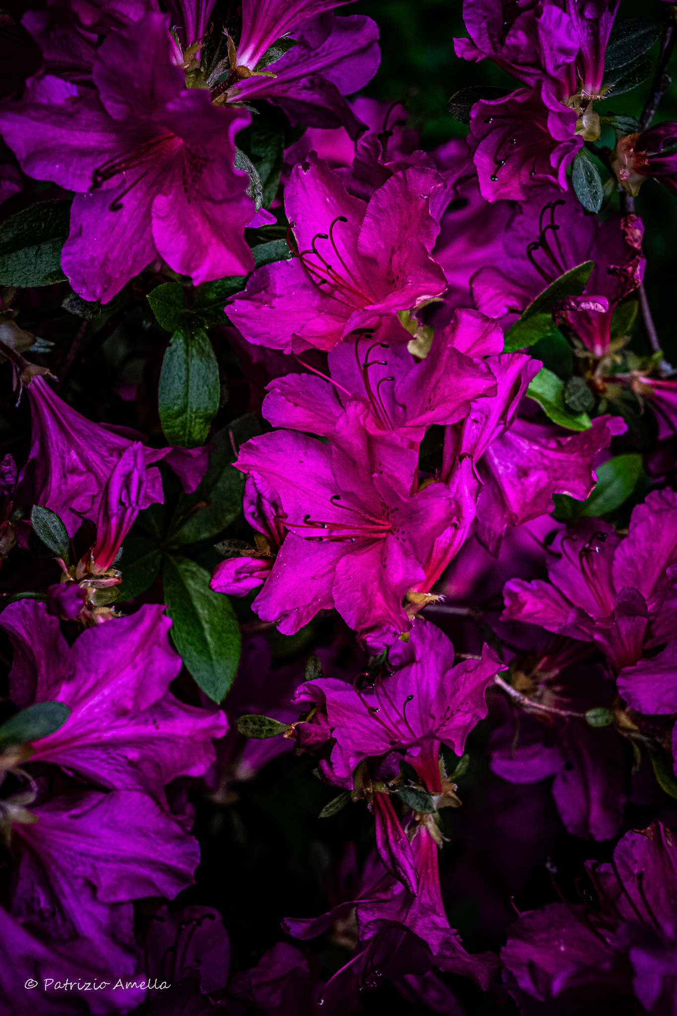 Sensuality (Japanese Azalea)