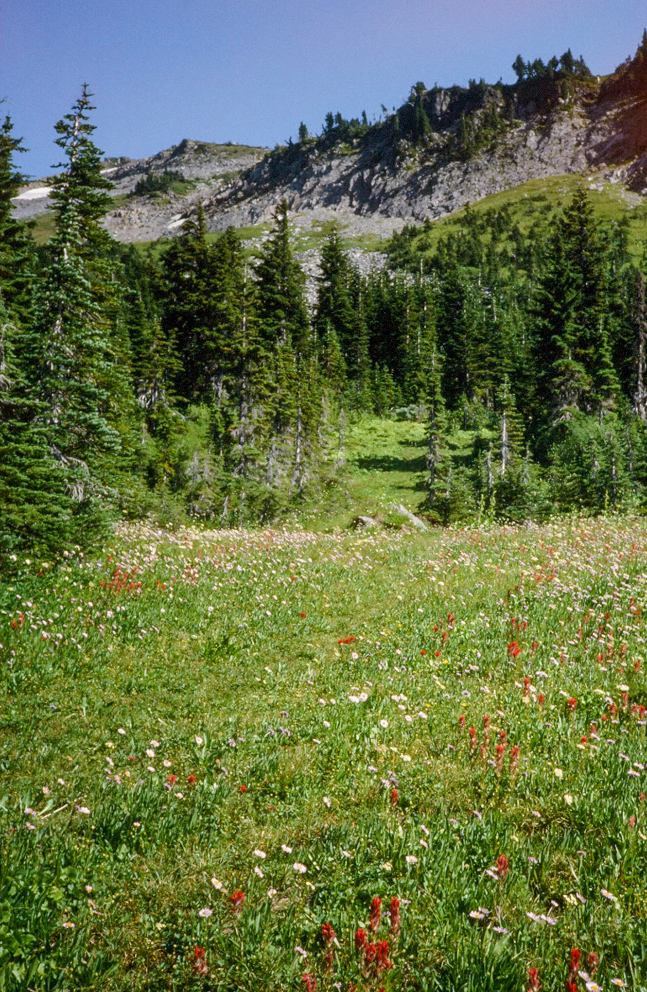 7/1986 Mt Rainer Lost Lake Backpacking Trip