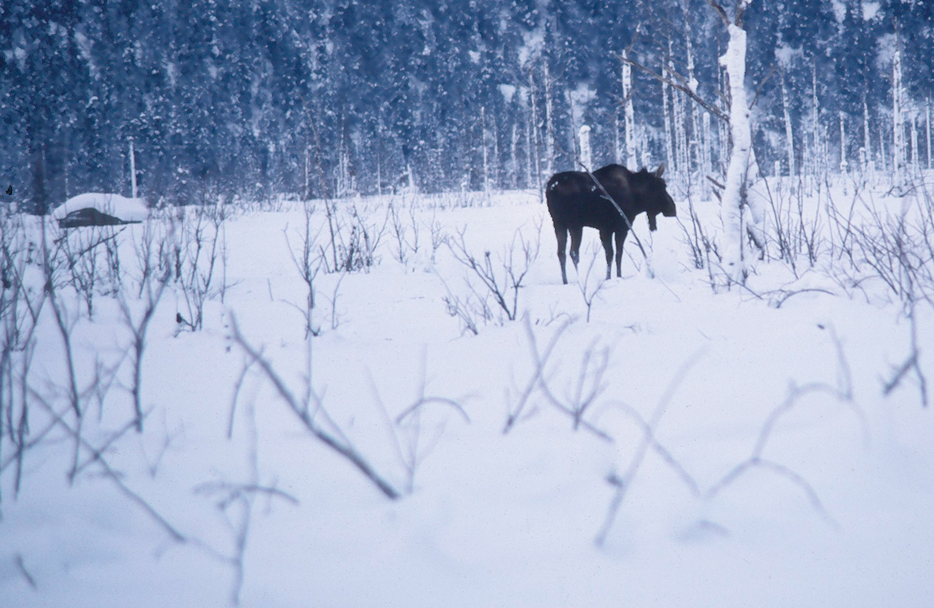 3/1980 Chugach National Forest Snowshoe Trip