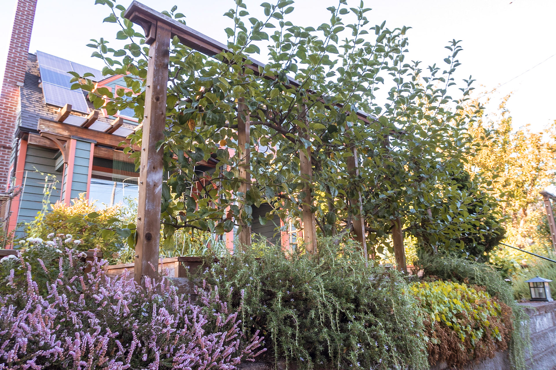 https://en.wikipedia.org/wiki/Espalier