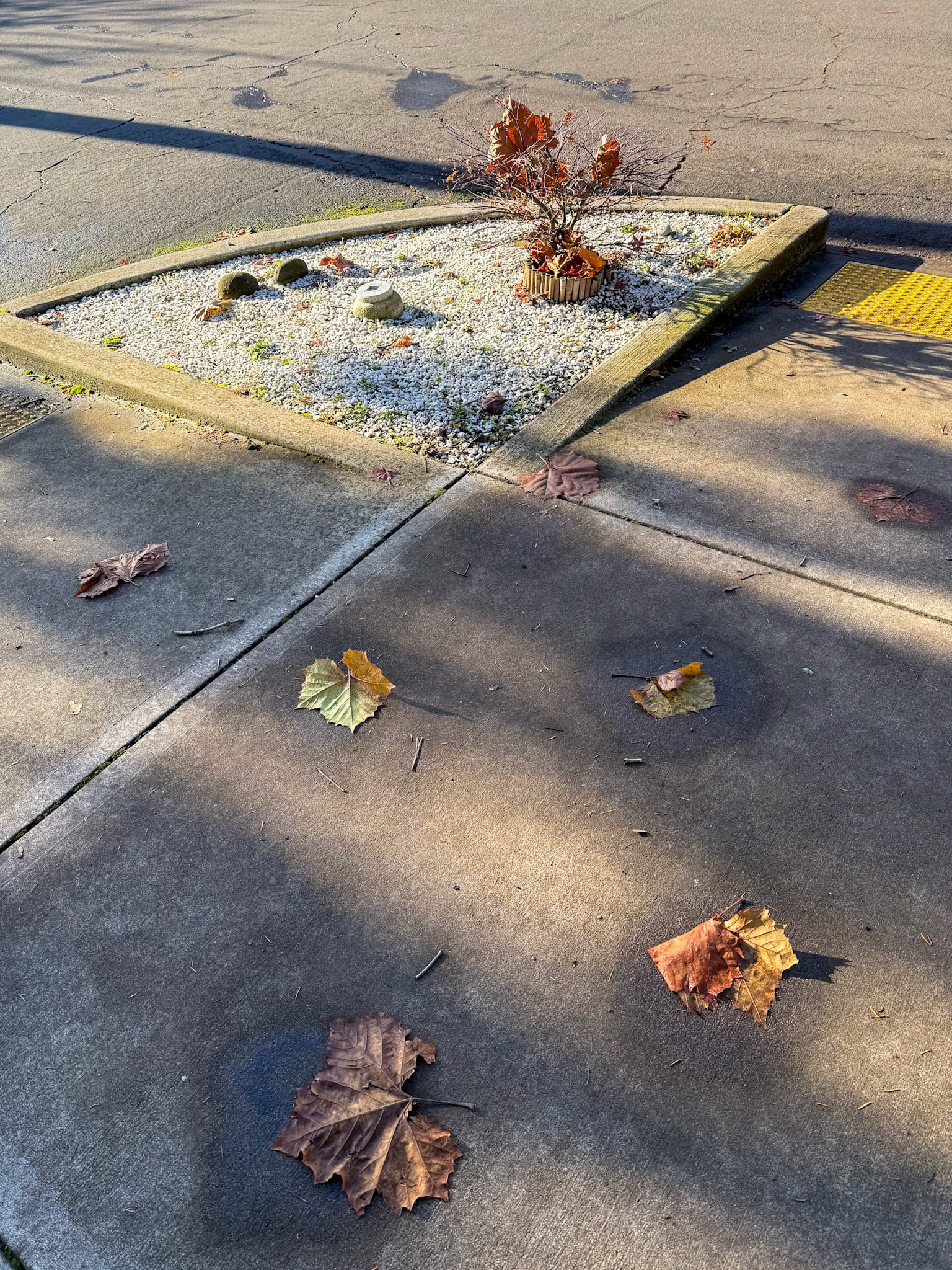 12/9/2024 NE Portland Walk