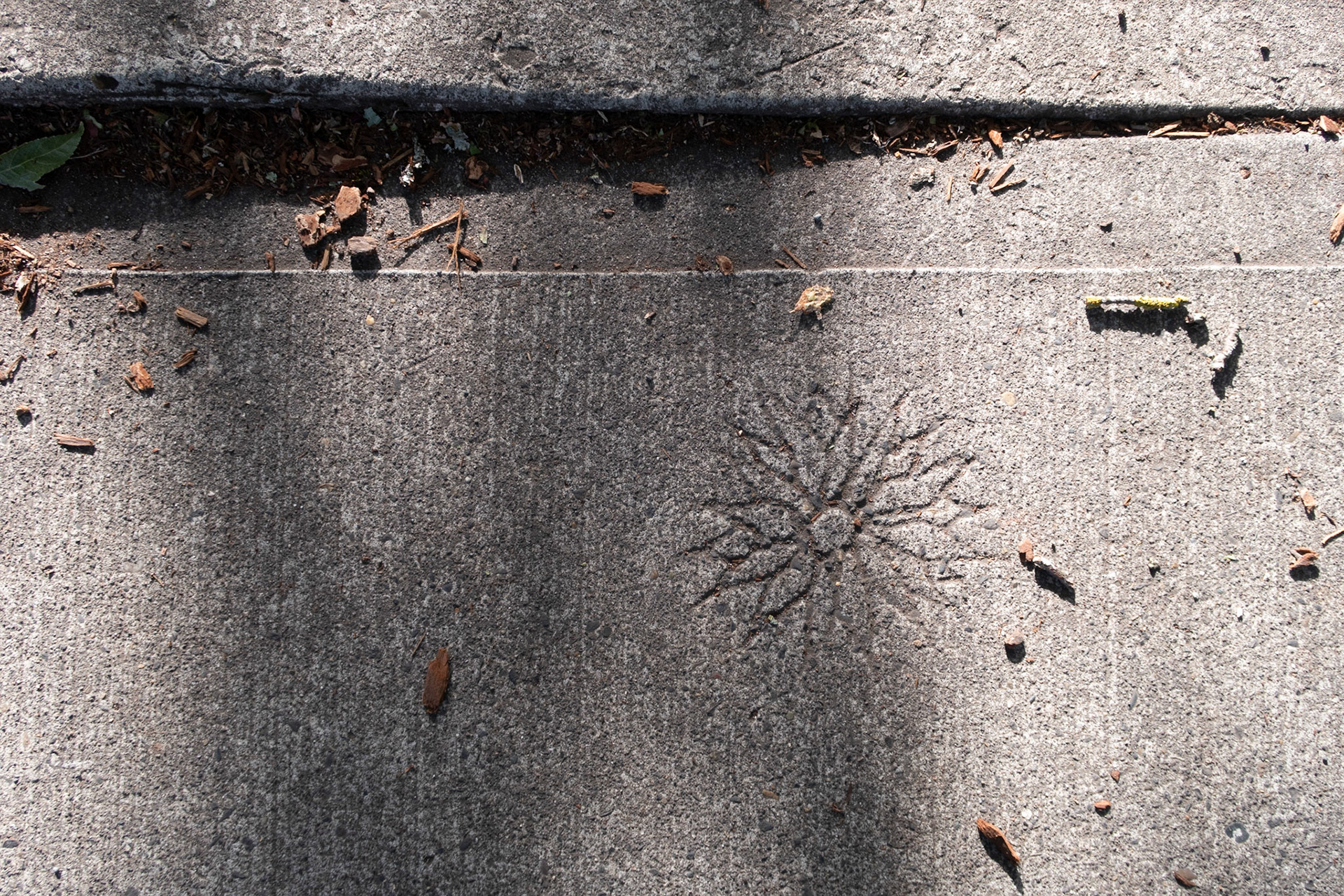 Sidewalk Flower