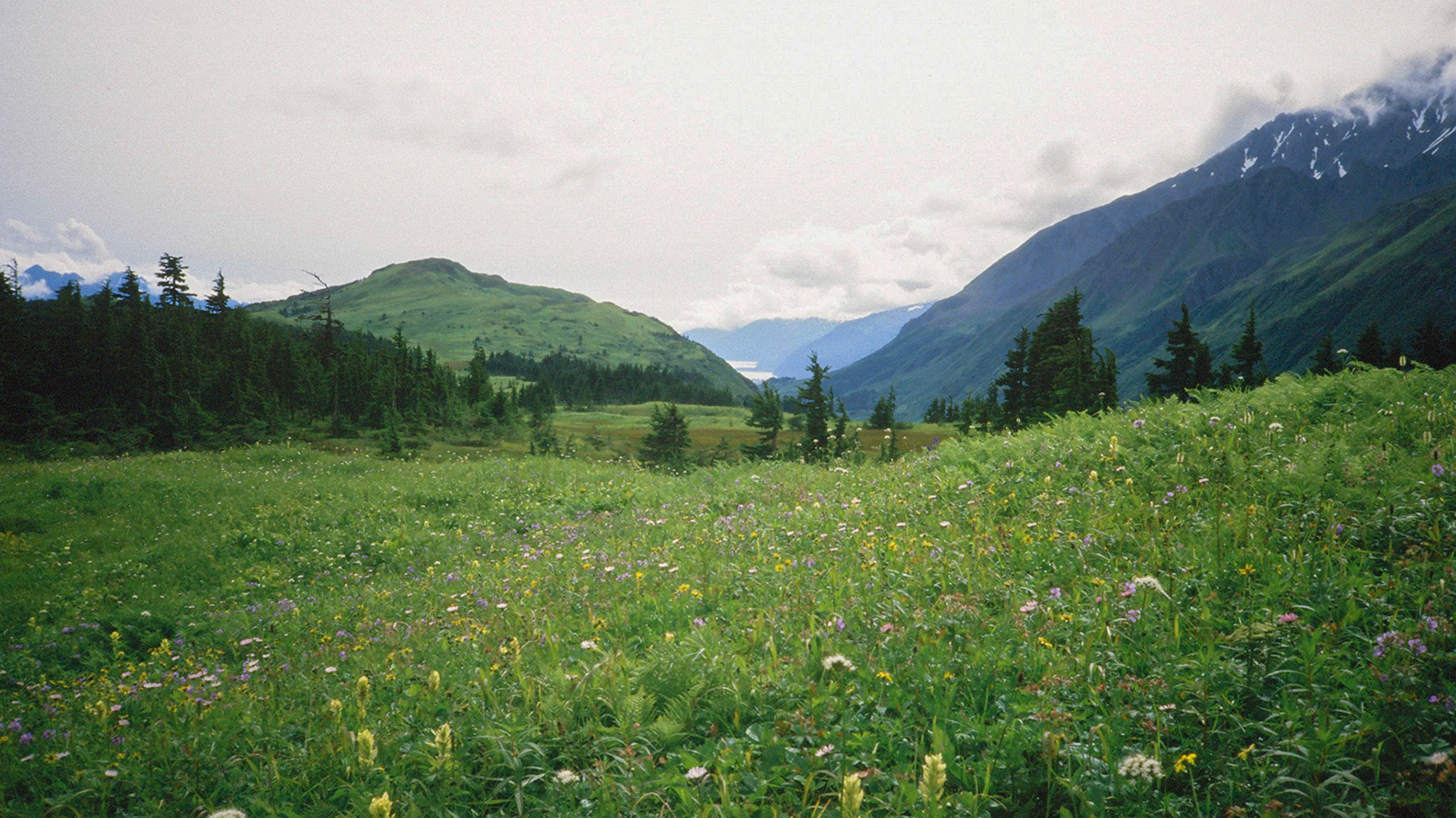 Alaska Wildflowers - 6/1985 Lost Lake Trail Backpacking Trip