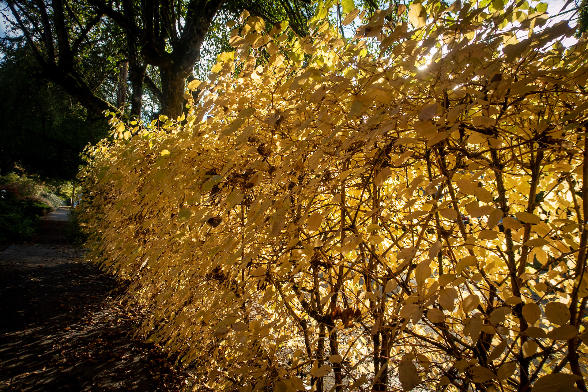 10/27/2022 Portland Mt Tabor Loop Walk