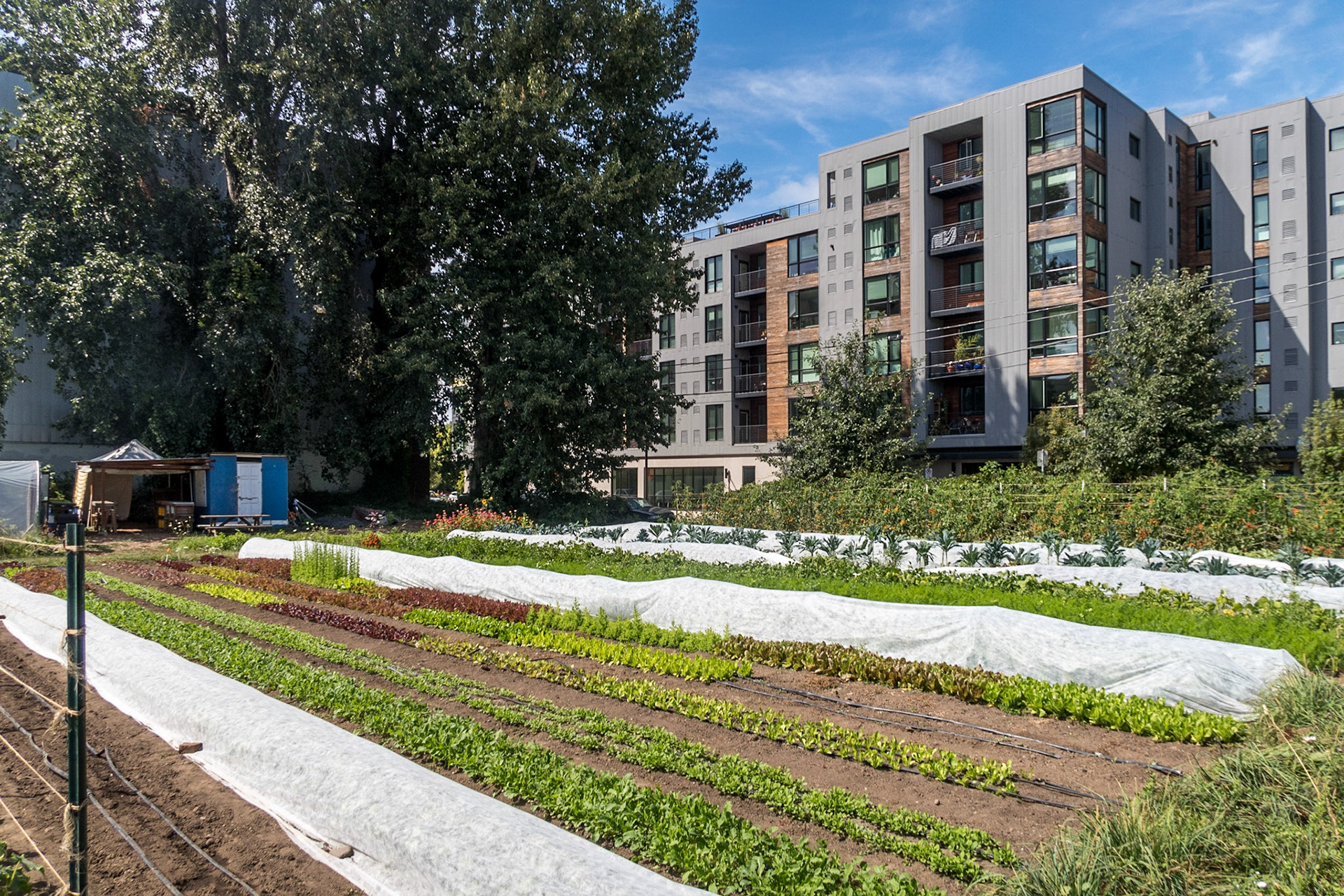 Urban Gardening