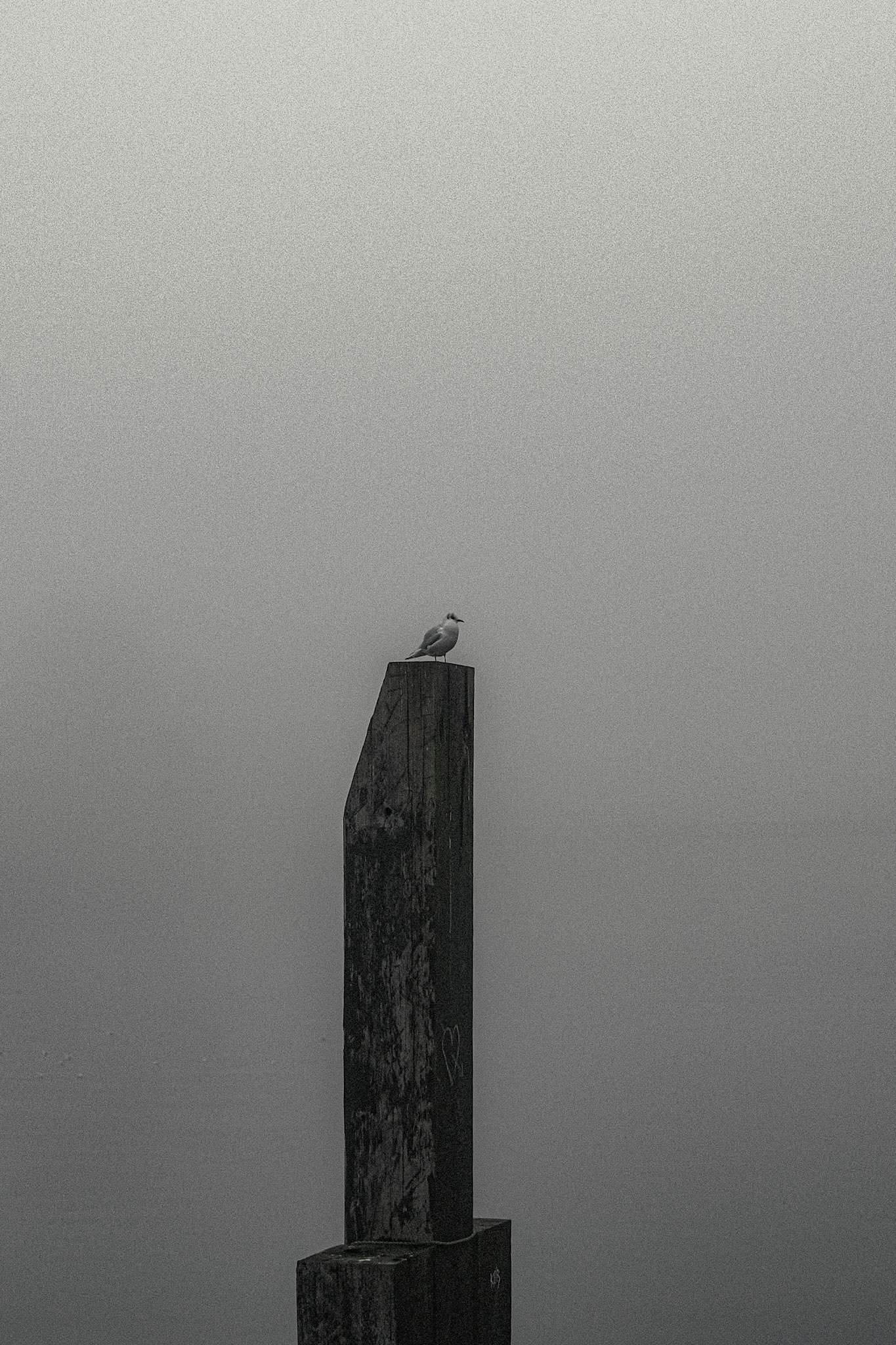 Gull on Clyde 2021