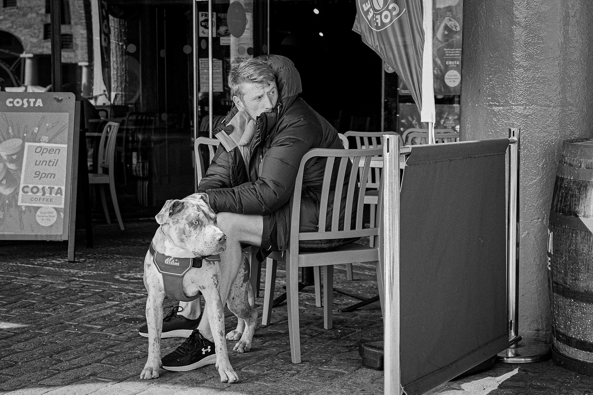 Dog, Liverpool