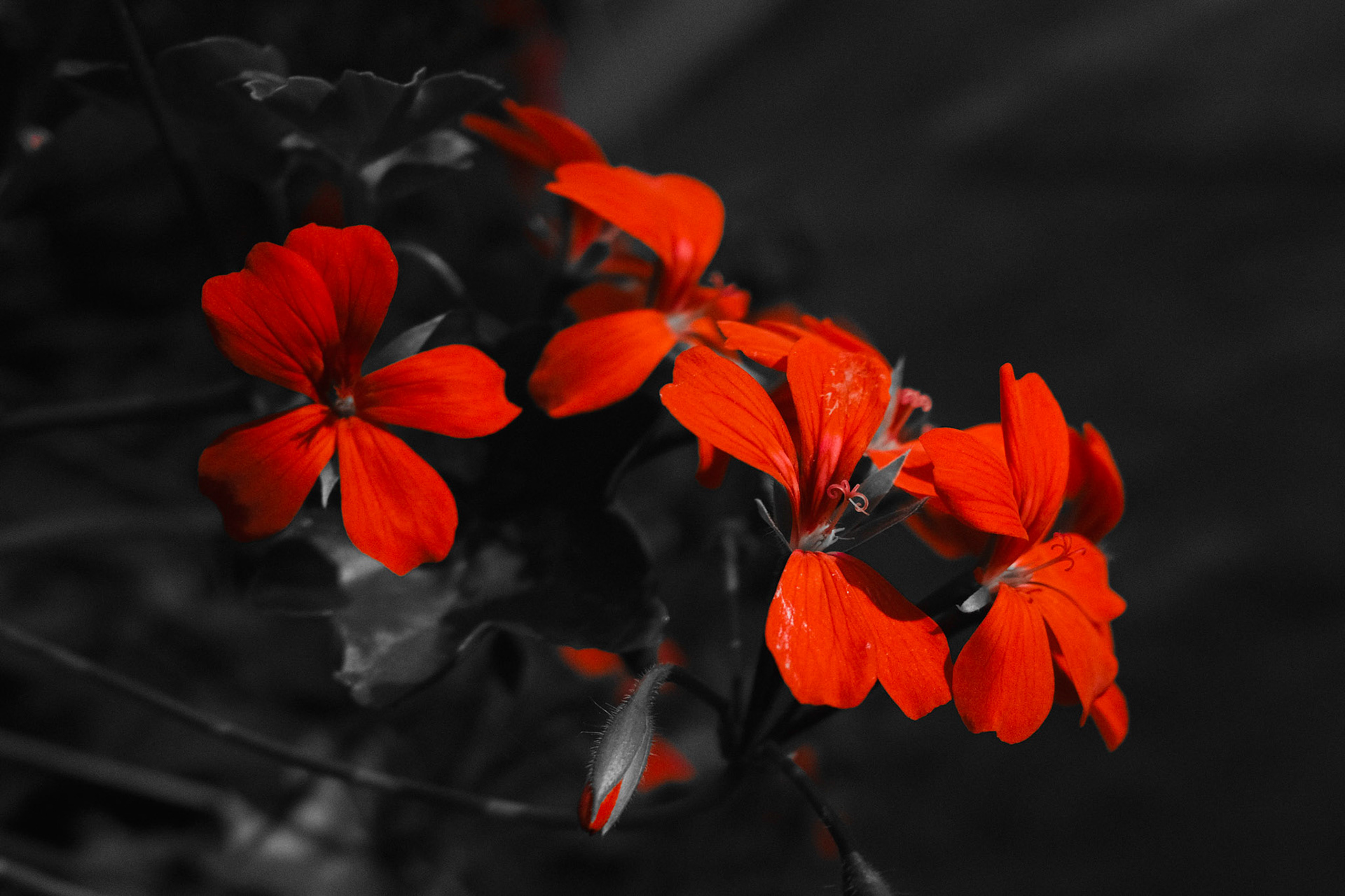 a field in Wales summer 2021