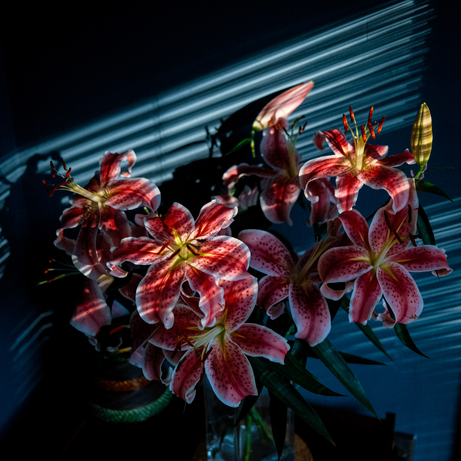 Lillies & Light 2021