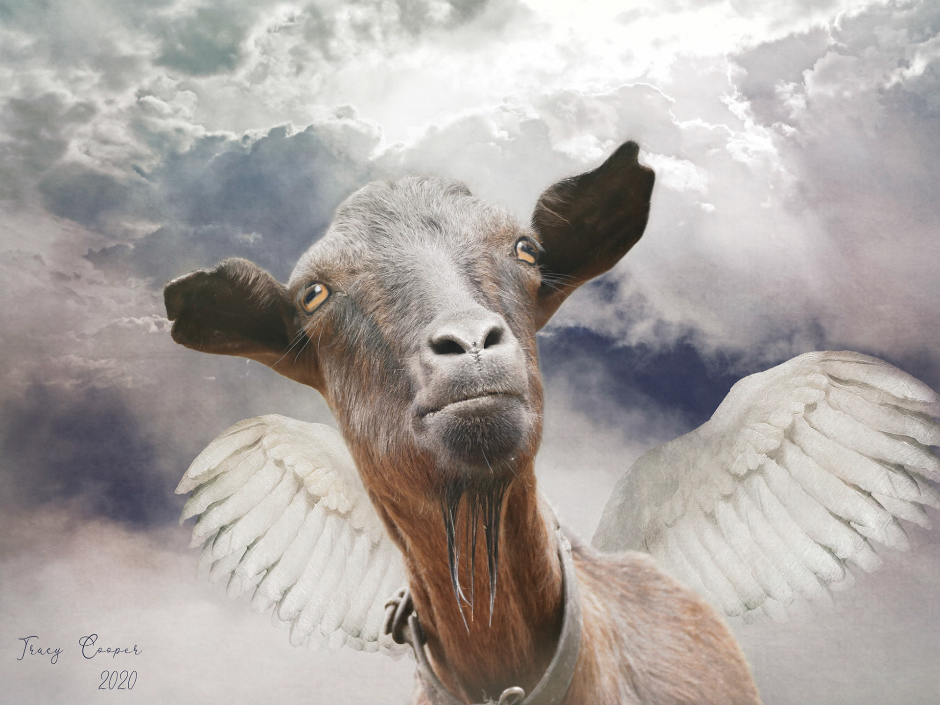 The Holy Goat