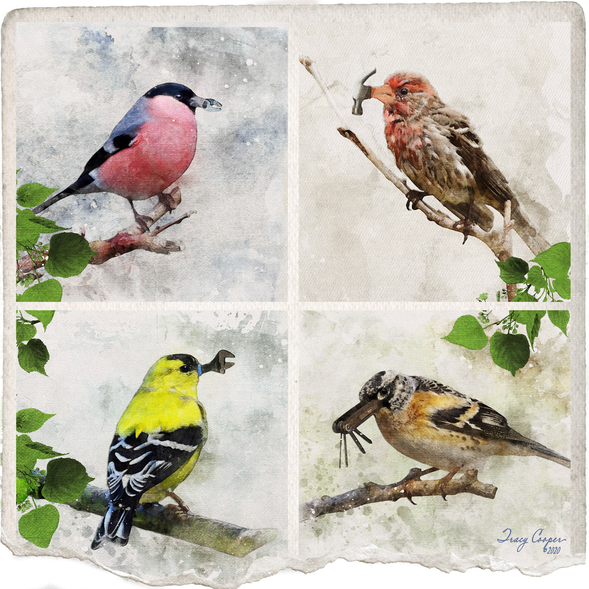 Darwin's Lost Finches