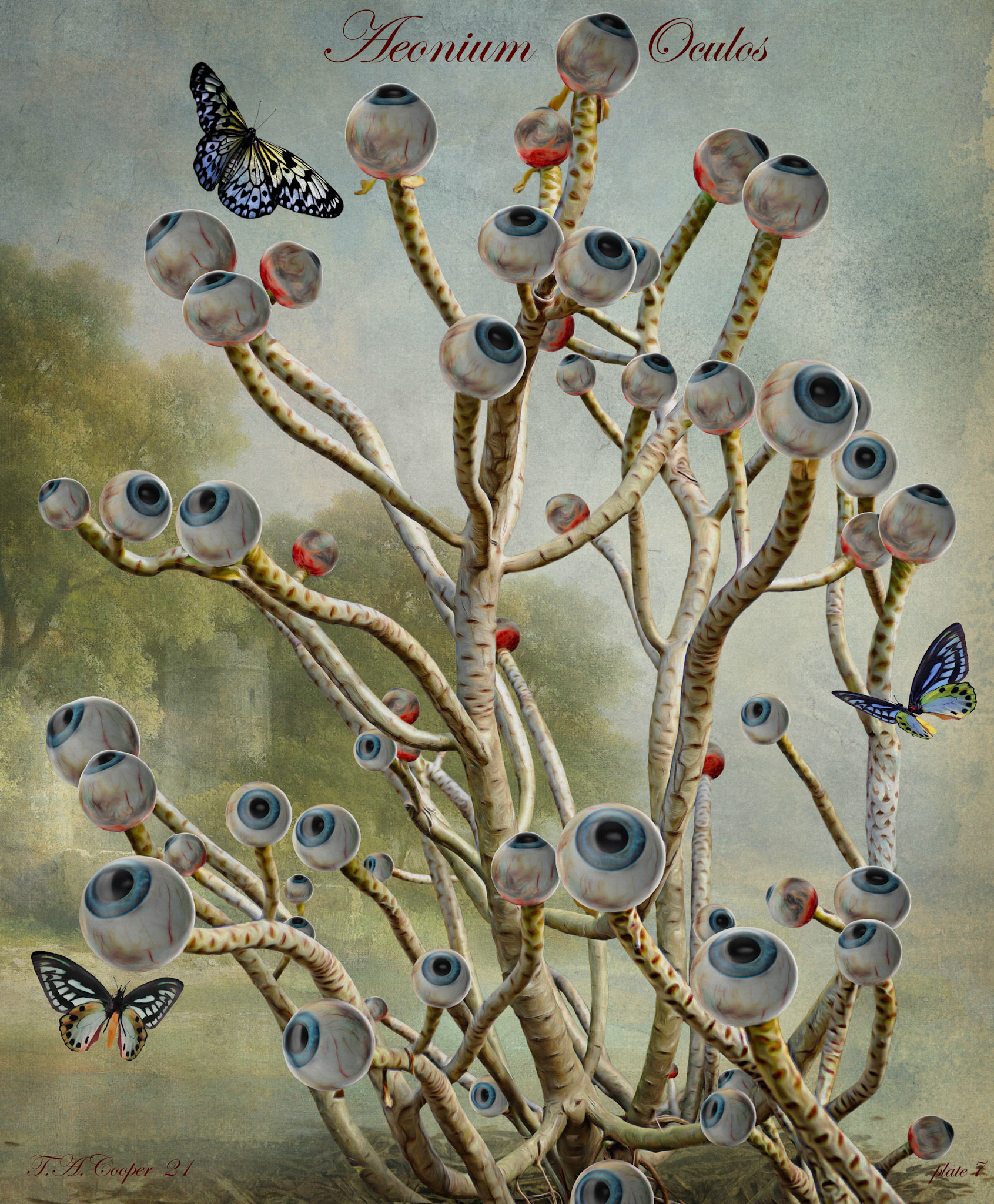 Aeonium Oculus   (From Bizarre Botanicals And Other Oddities In Nature)