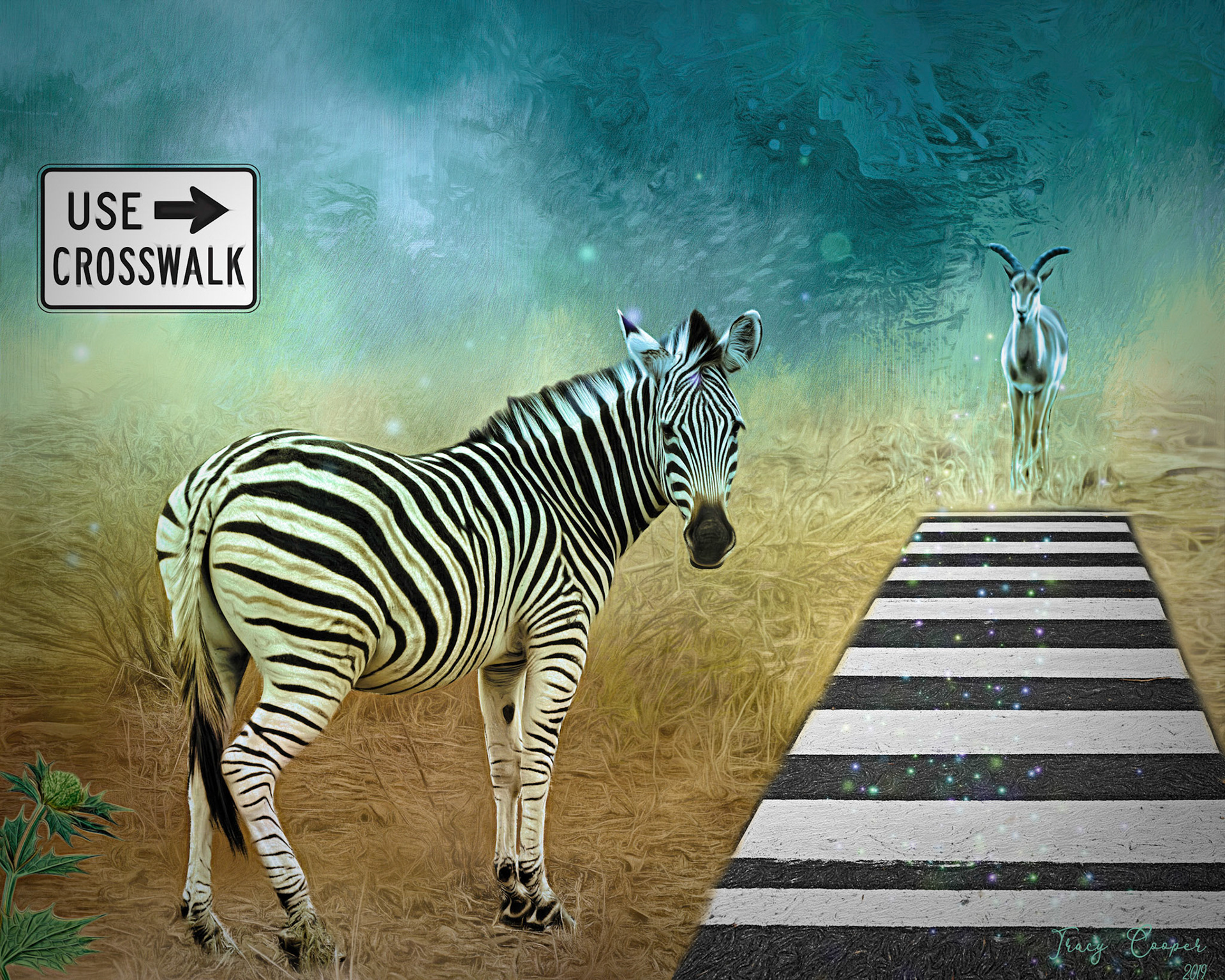 Zebra Crossing